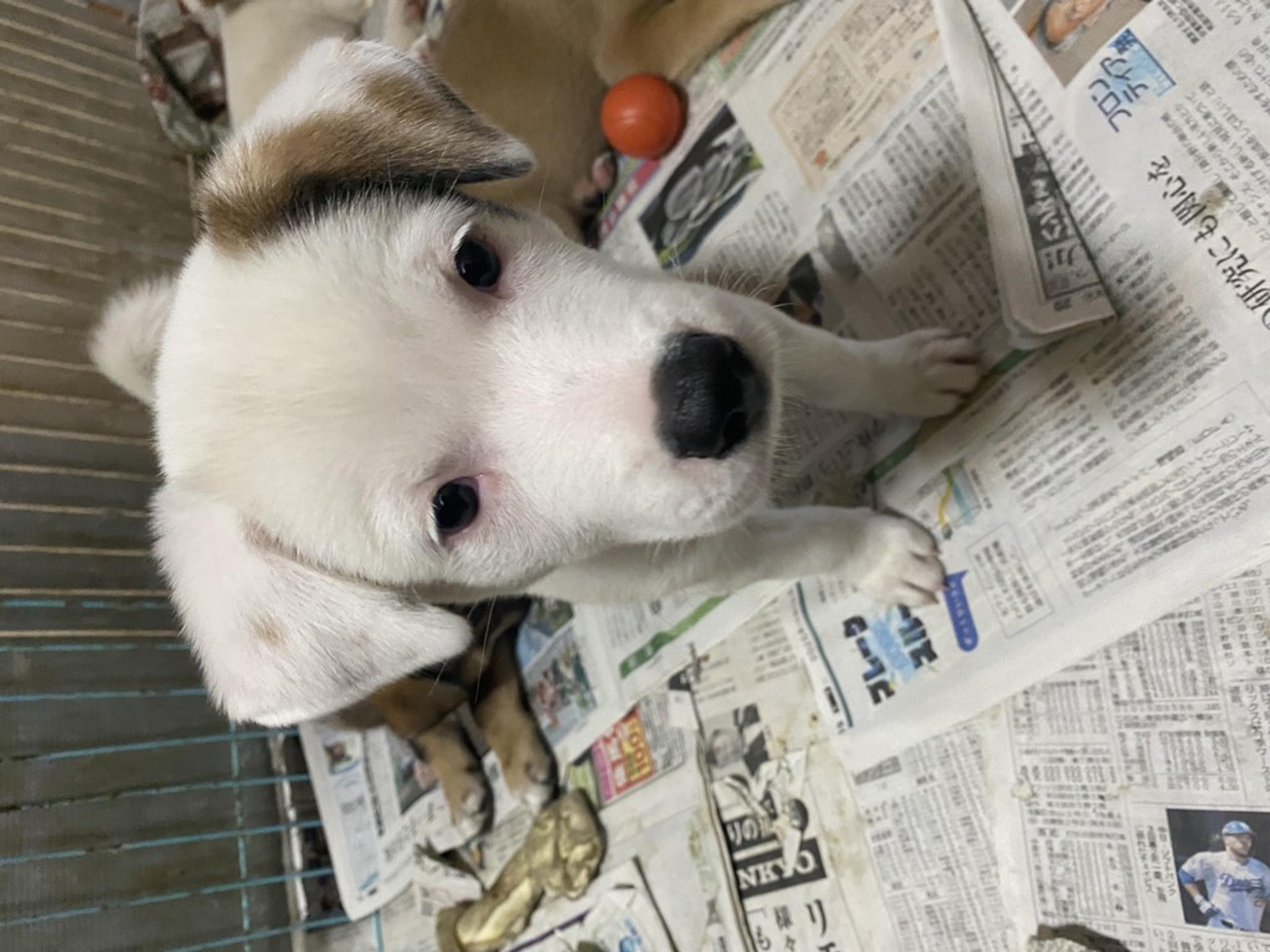pet-image-4