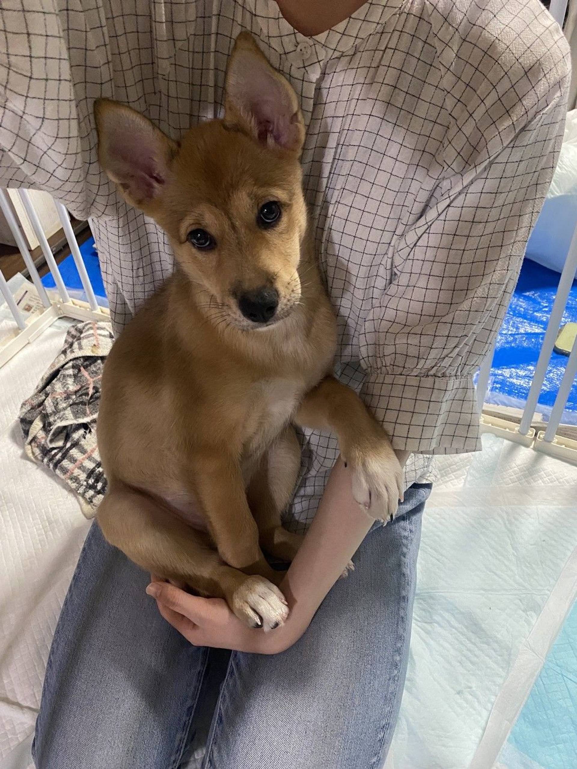 雑種（ミックス犬）・メスの里親募集の写真