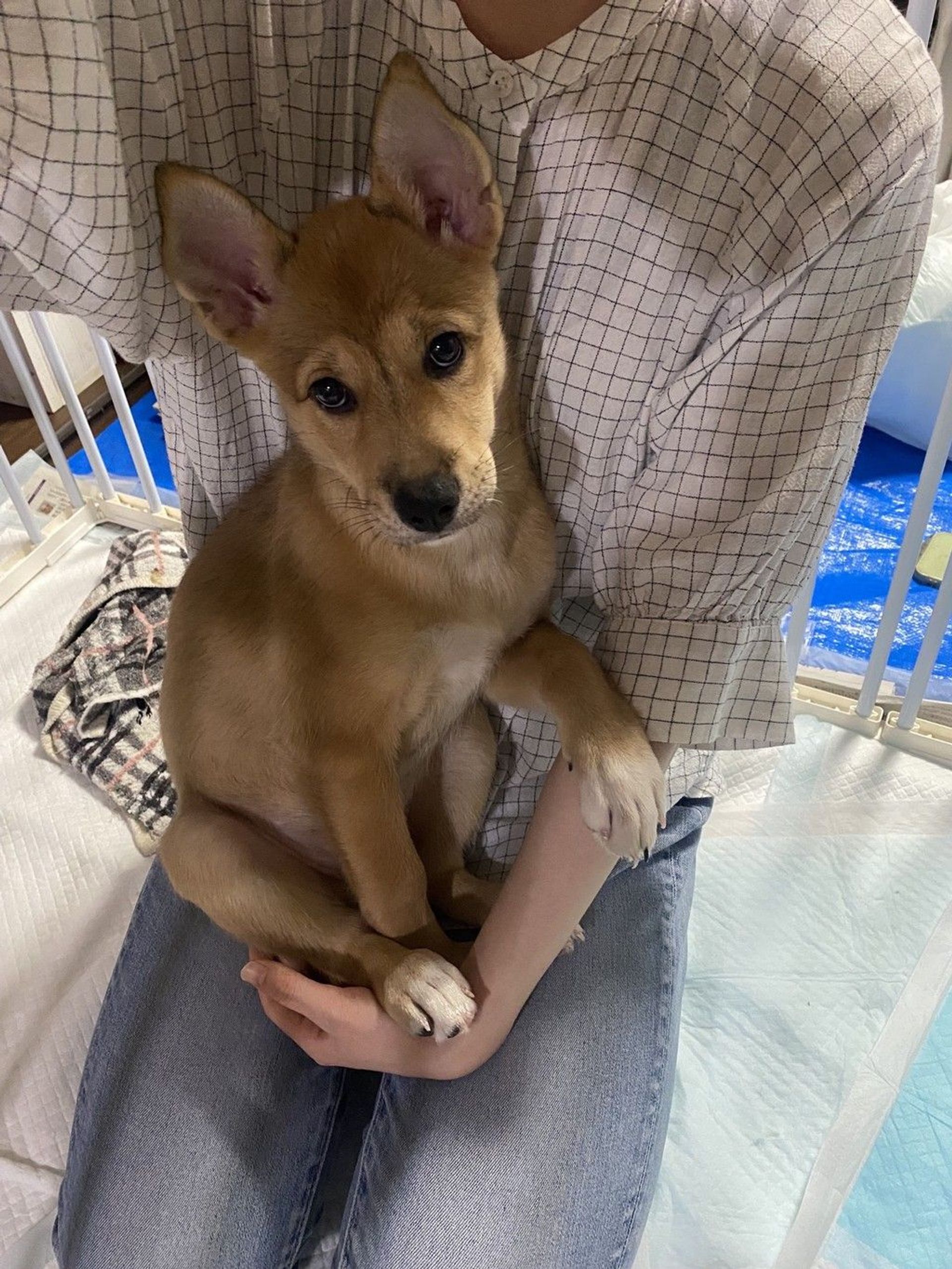 雑種（ミックス犬）・メスの里親募集の写真