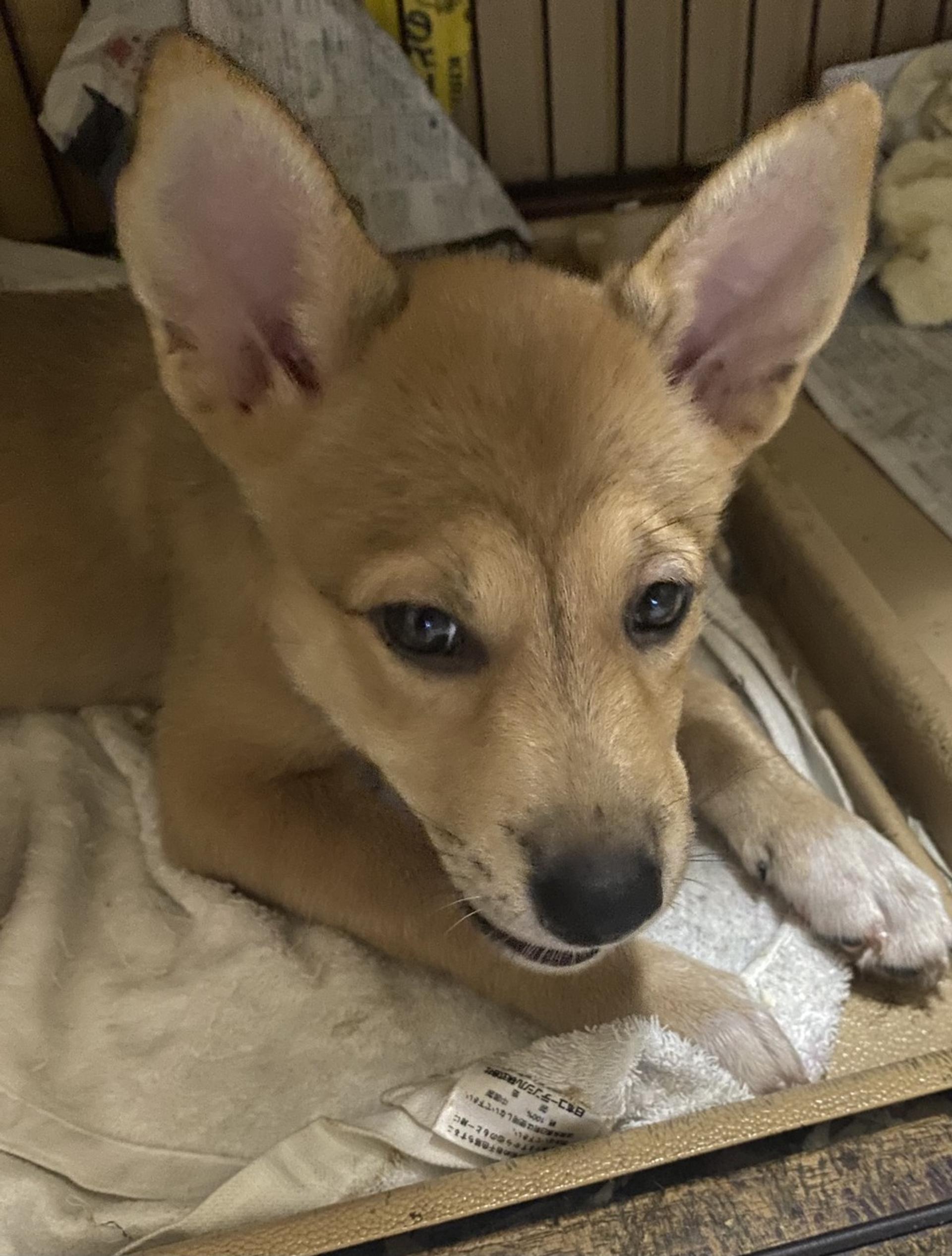 pet-image-2