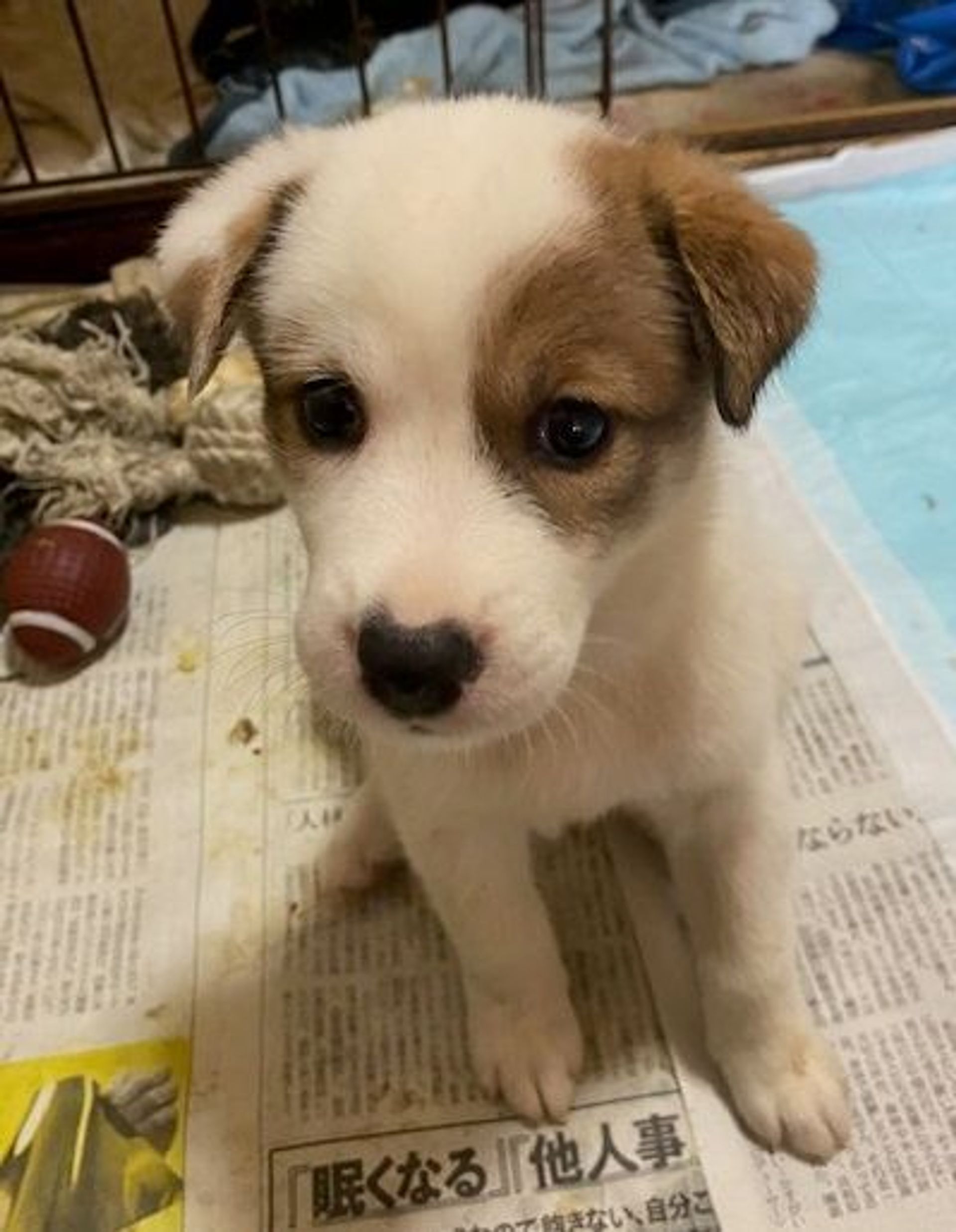 雑種（ミックス犬）・メスの里親募集の写真