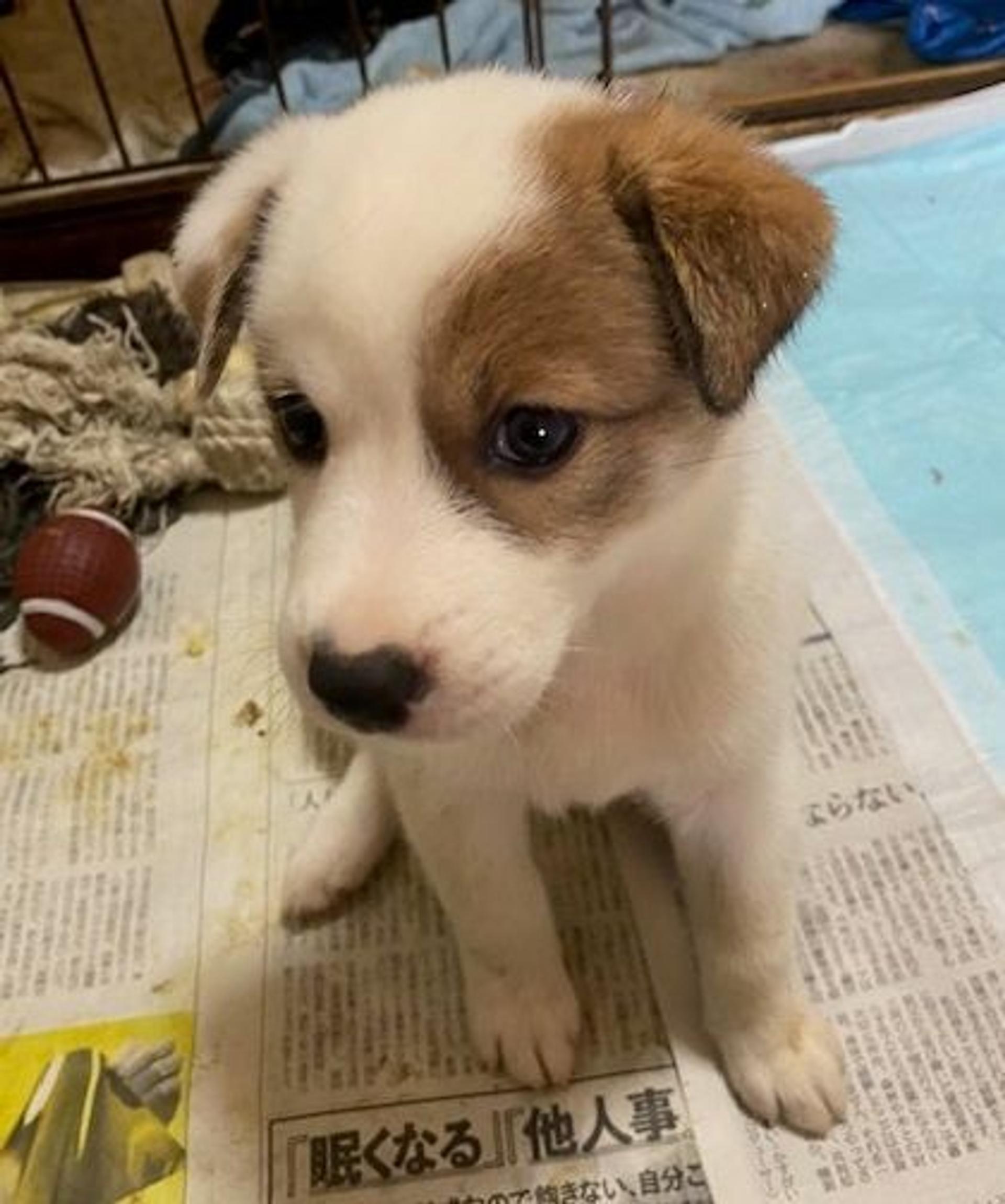 pet-image-2
