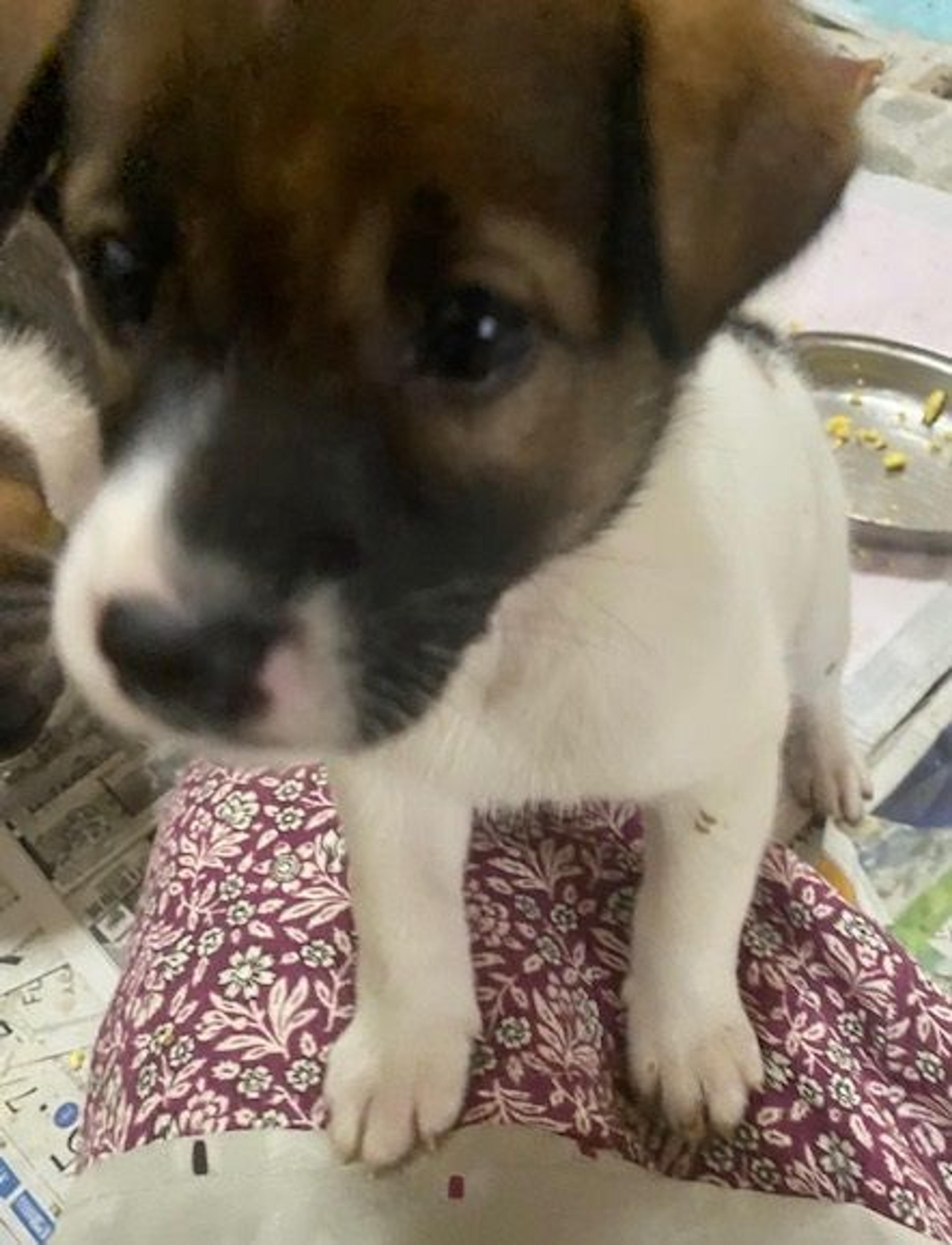 pet-image-2