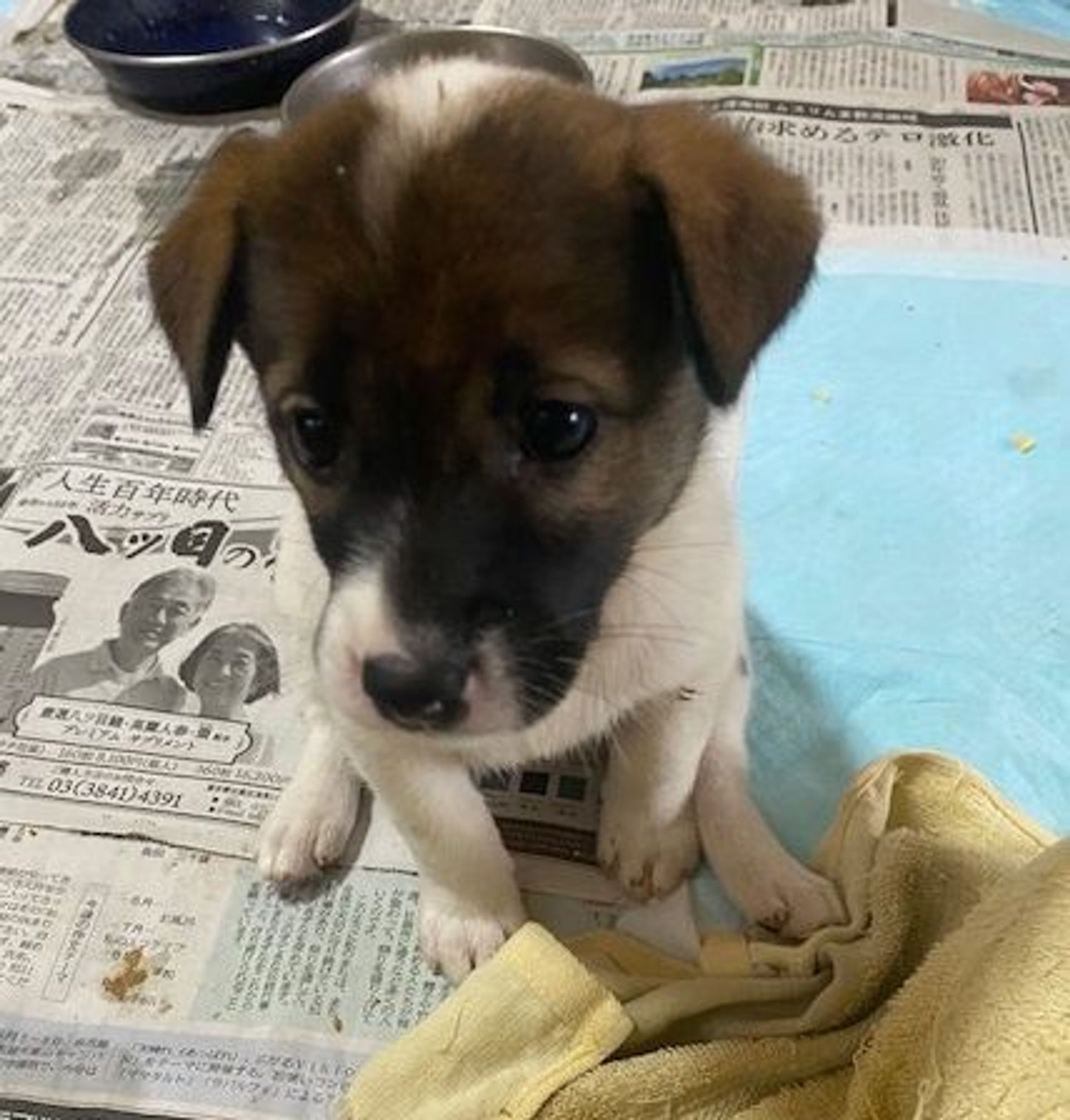 雑種（ミックス犬）・メスの里親募集の写真