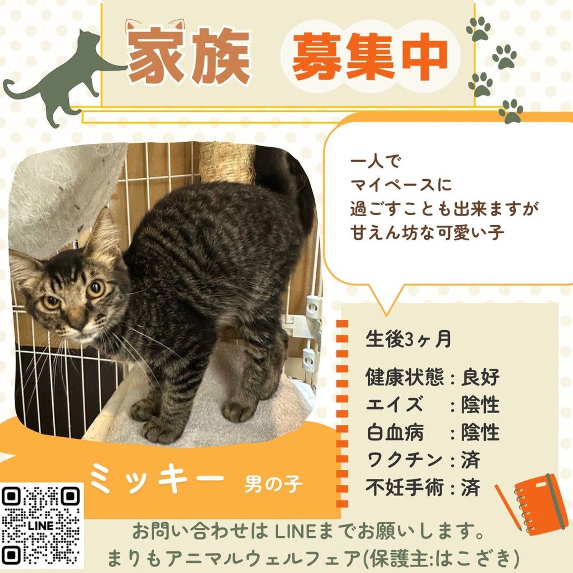 雑種（ミックス猫）・オスの里親募集の写真