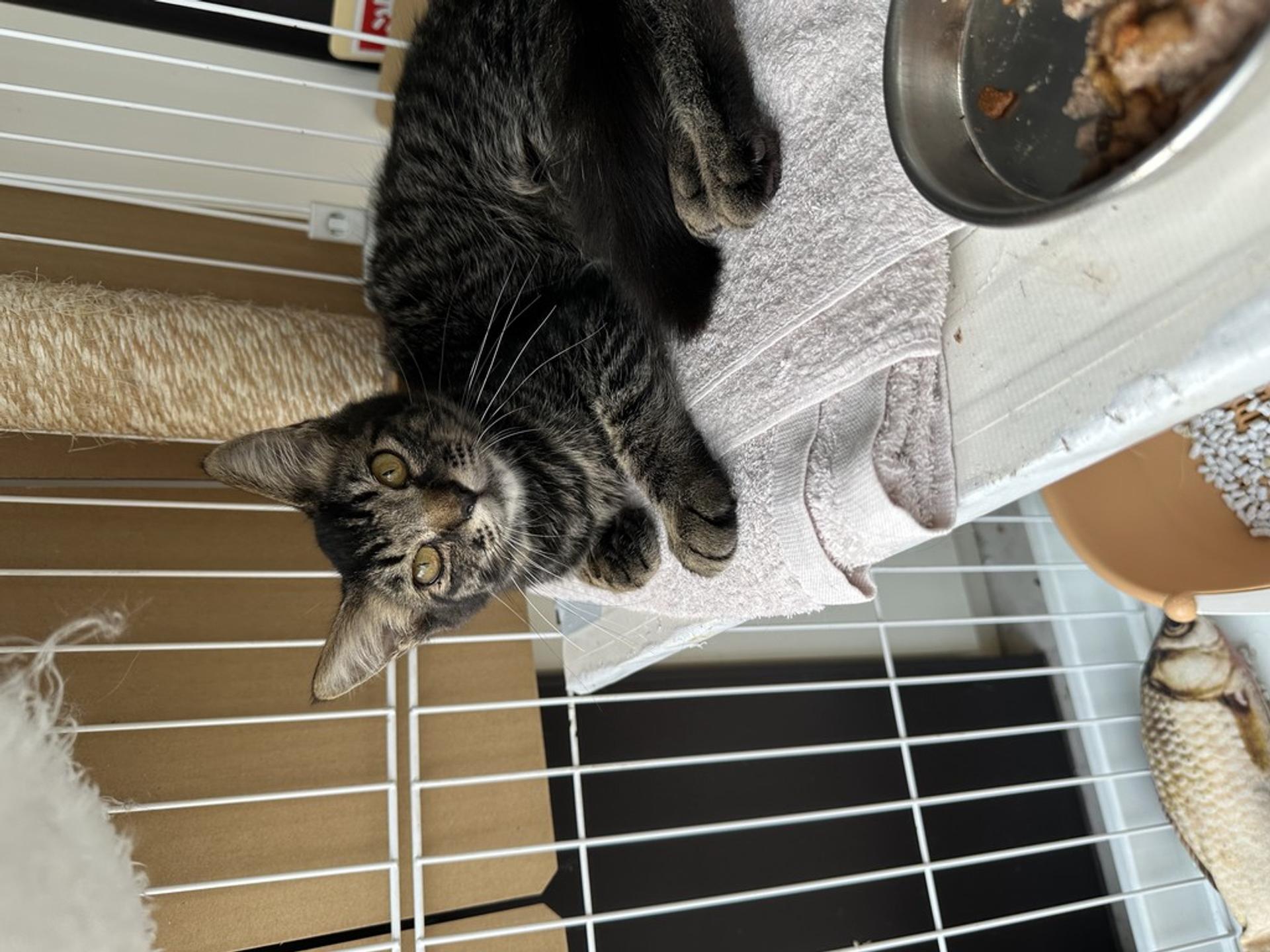 pet-image-2