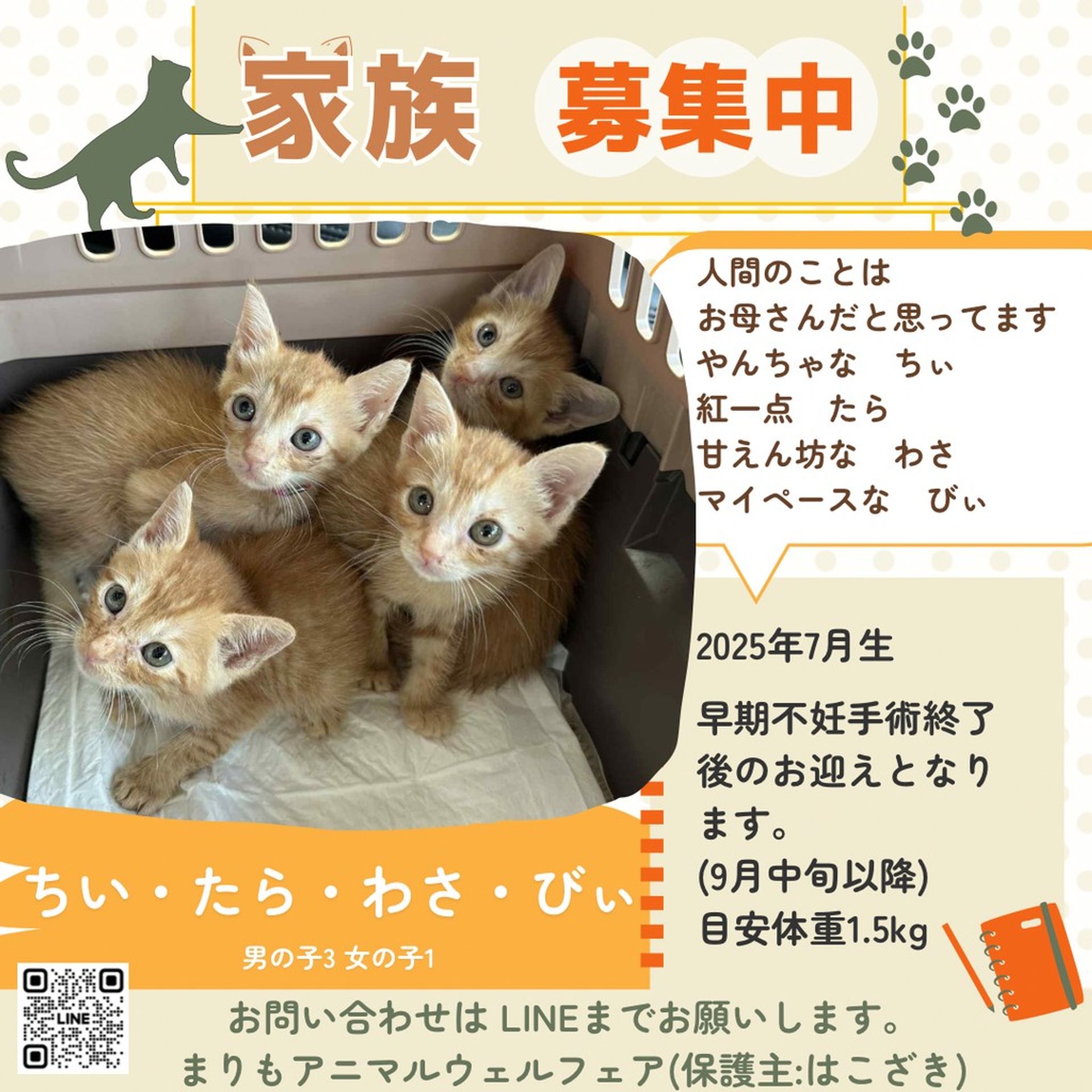 雑種（ミックス猫）・メスの里親募集の写真