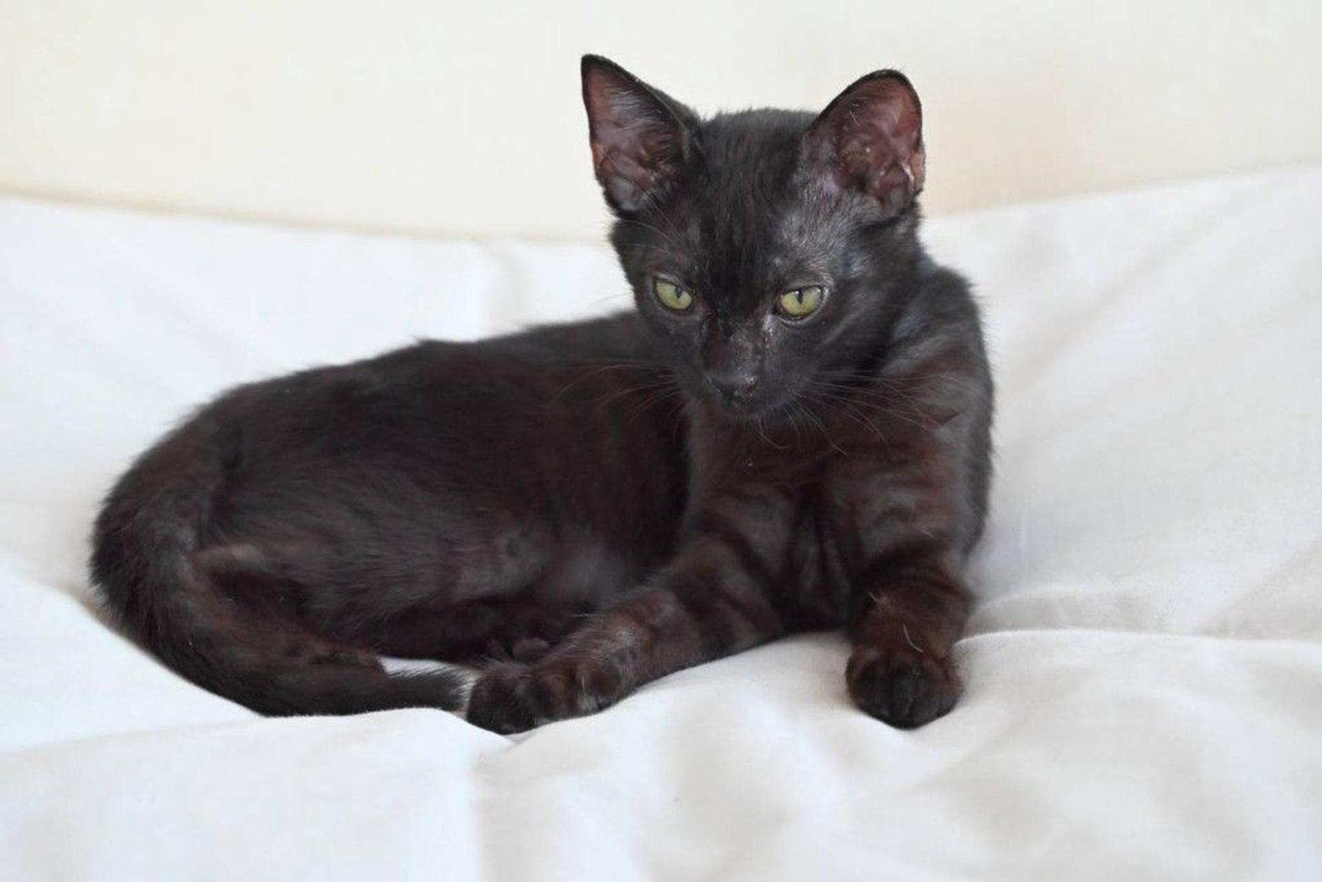 pet-image-3