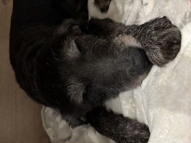 めっちゃ可愛いジャスミン