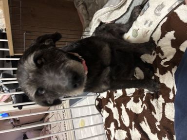 めっちゃ可愛いジャスミン