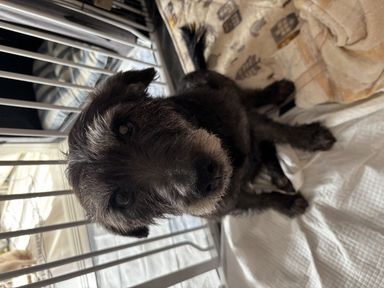 可愛いジャスミン