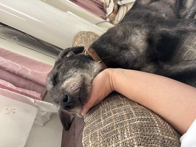 可愛いジャスミン