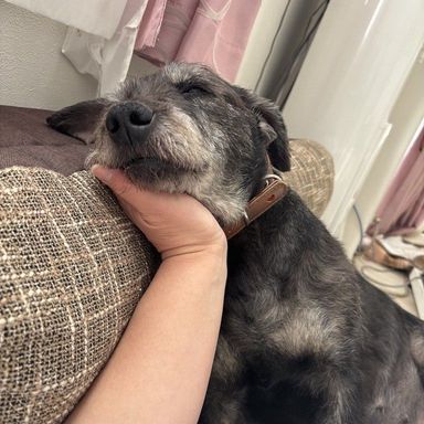 雑種（ミックス犬）・メスの里親募集の写真