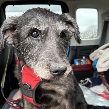 雑種（ミックス犬）・メスの里親募集の写真