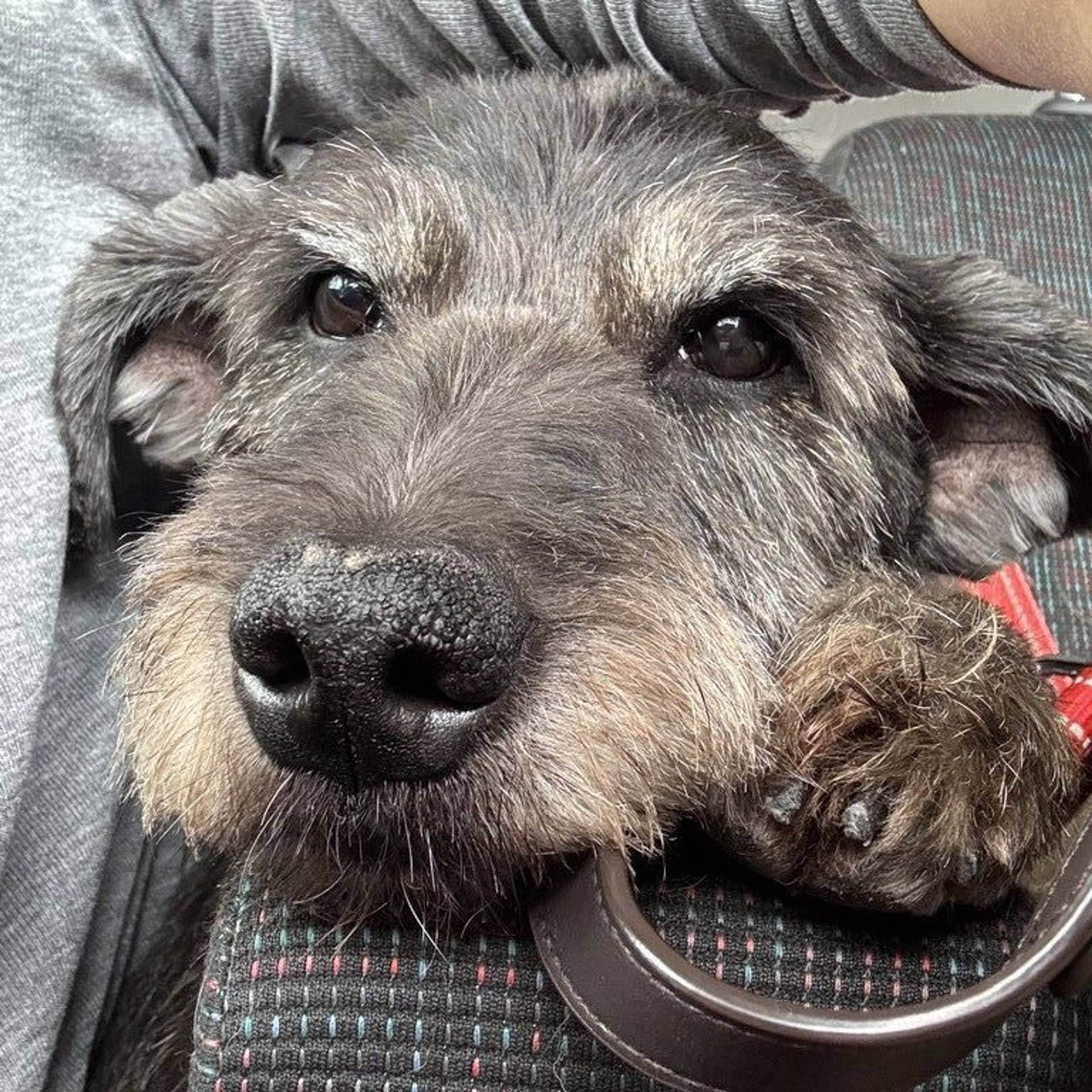雑種（ミックス犬）・メスの里親募集の写真