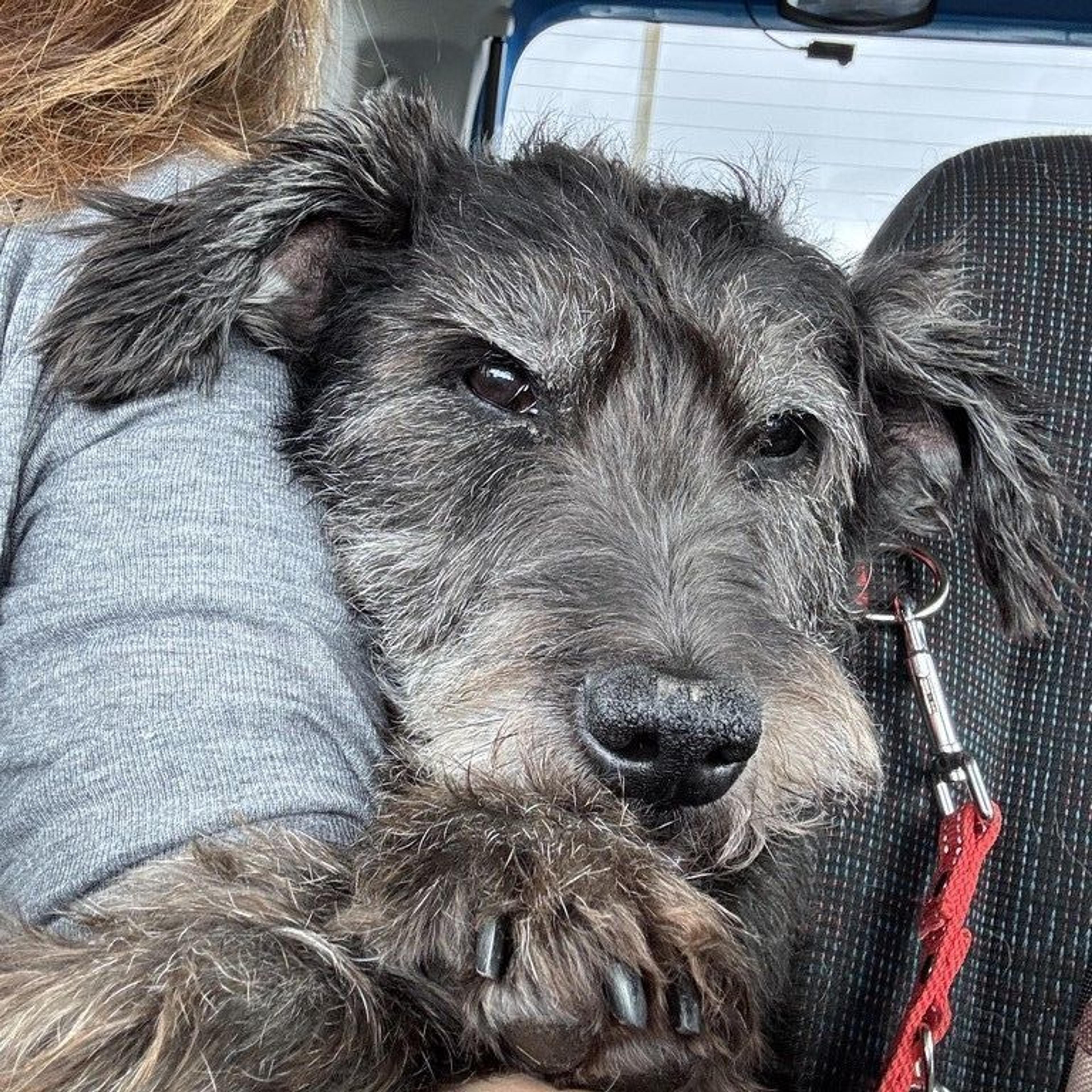 pet-image-2