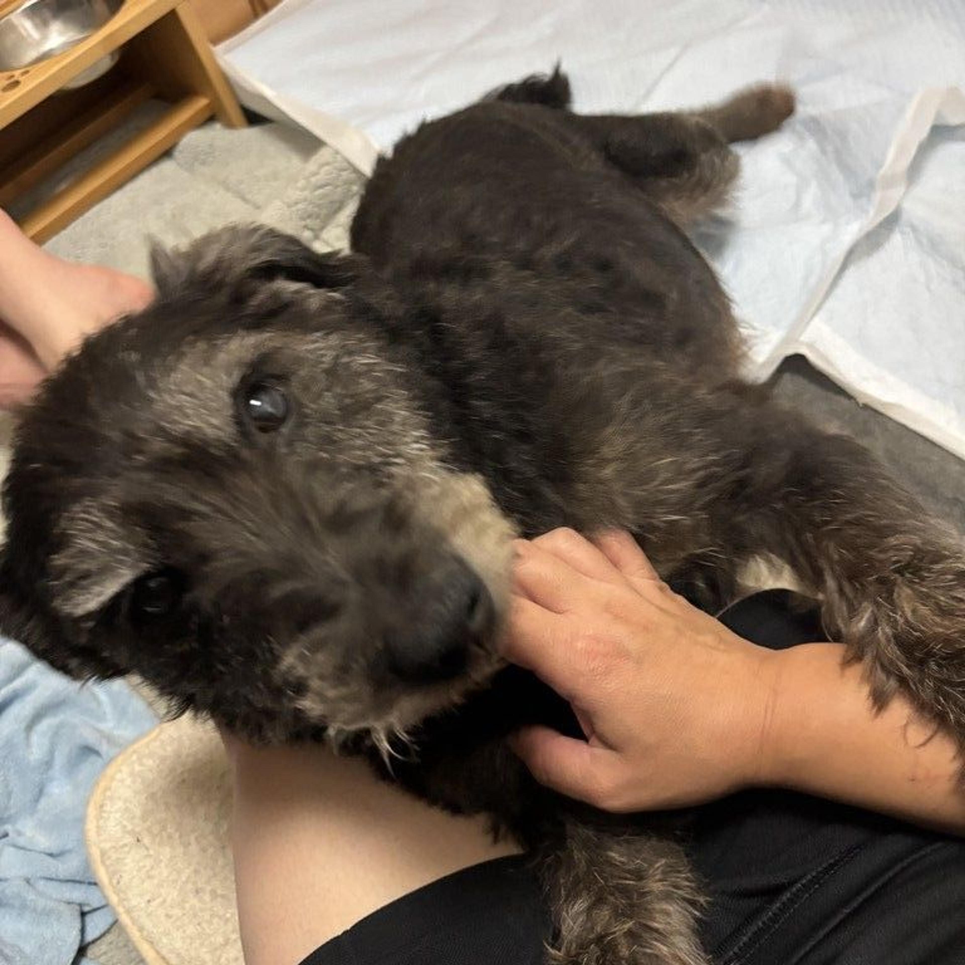 pet-image-3