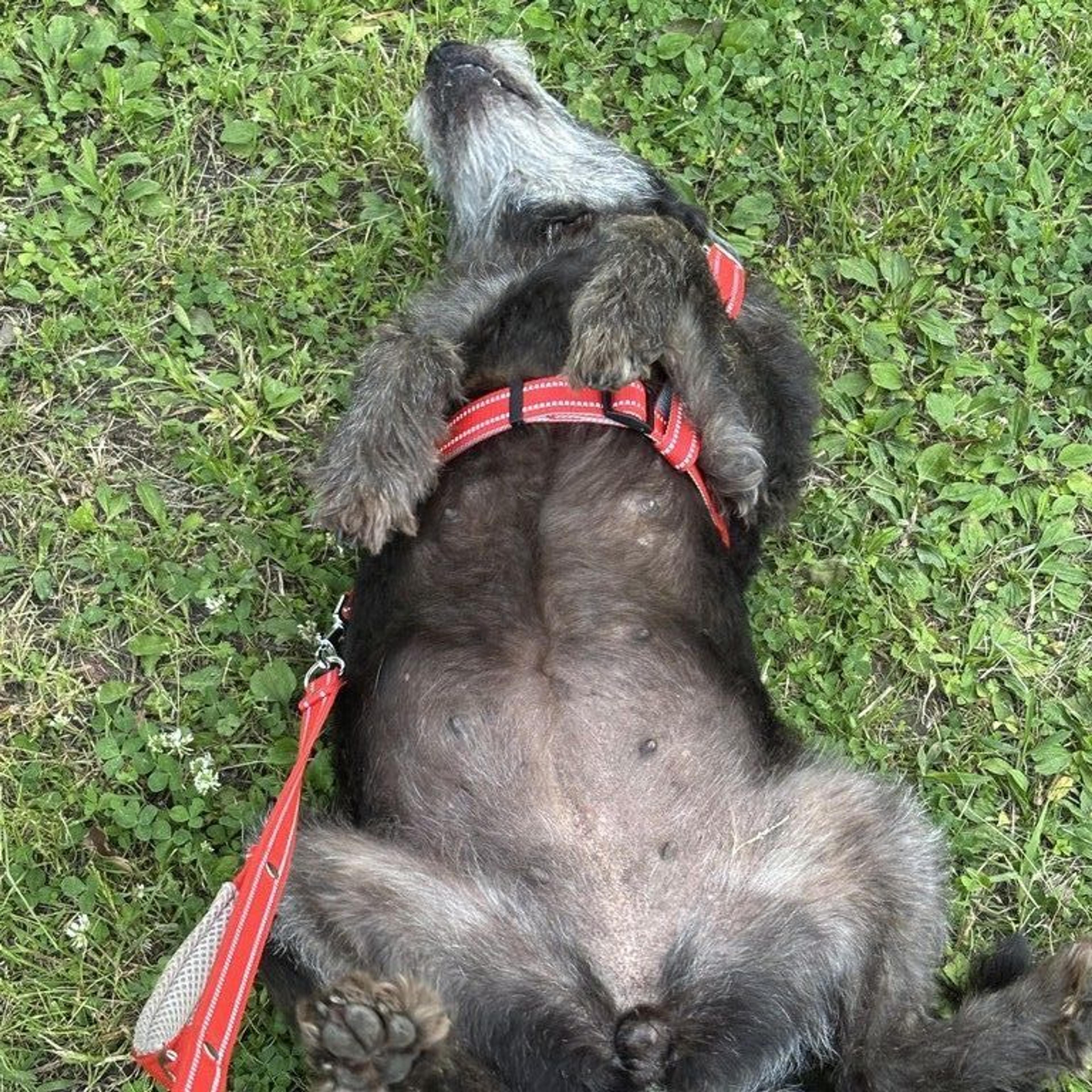 pet-image-4