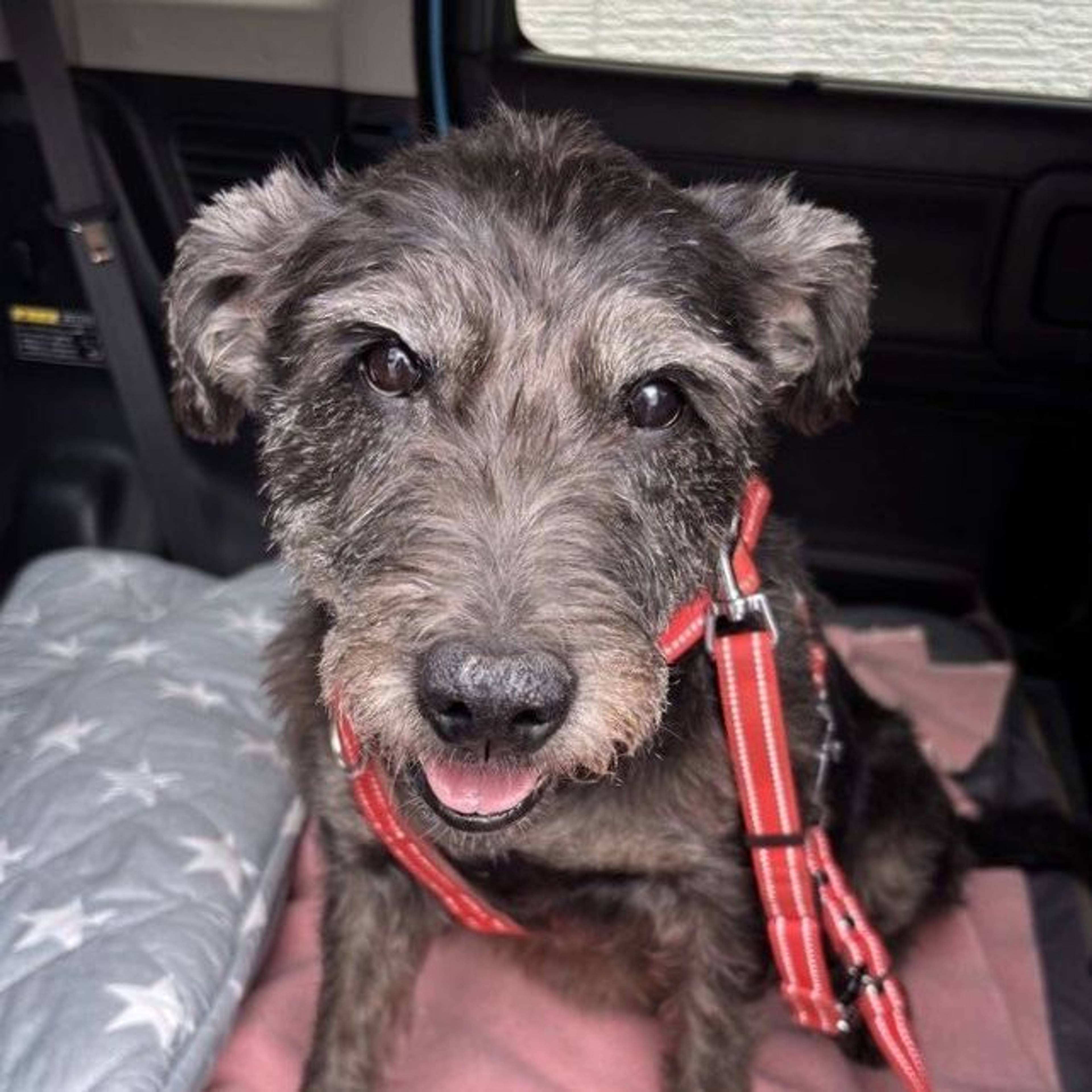 雑種（ミックス犬）・メスの里親募集の写真