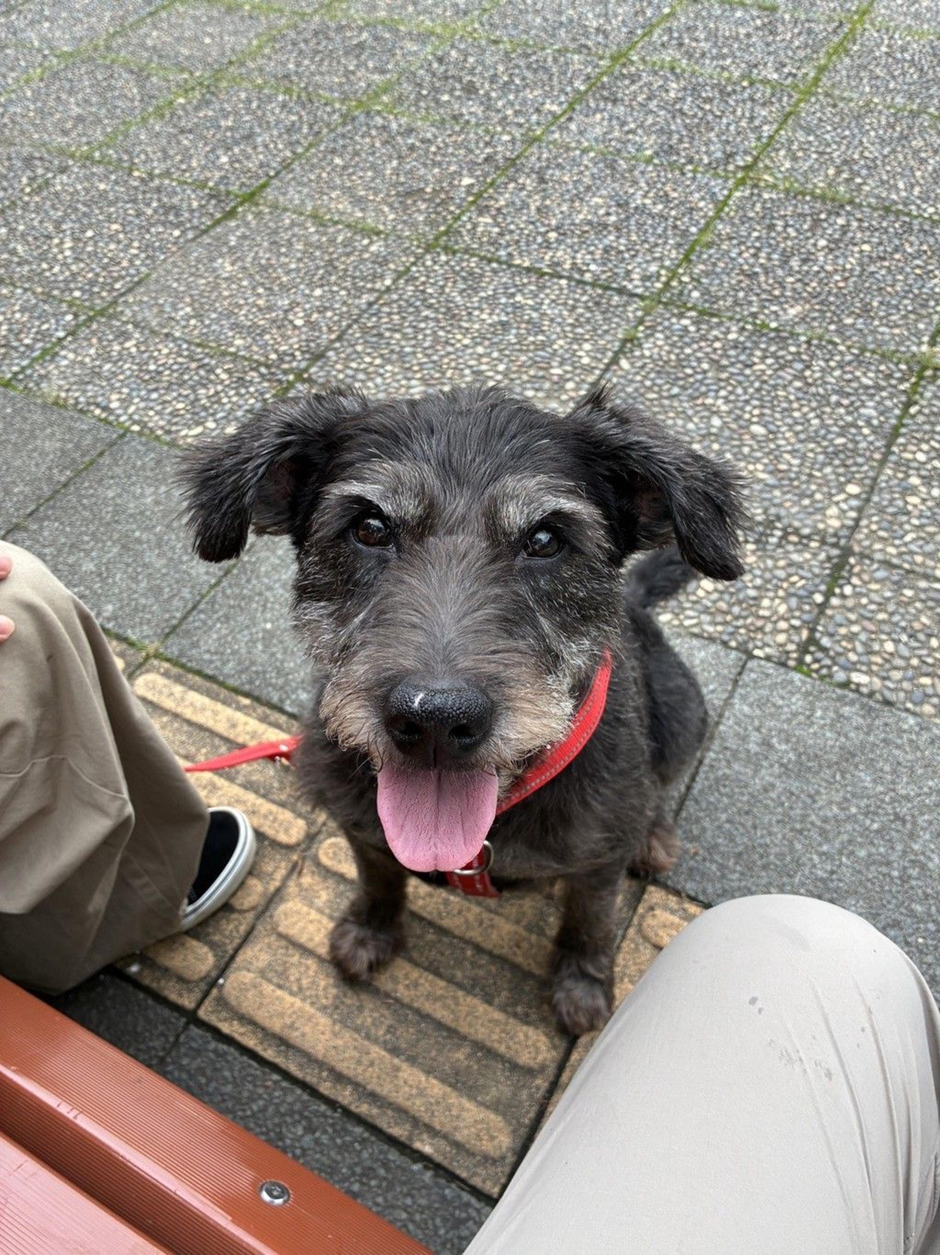 pet-image-4