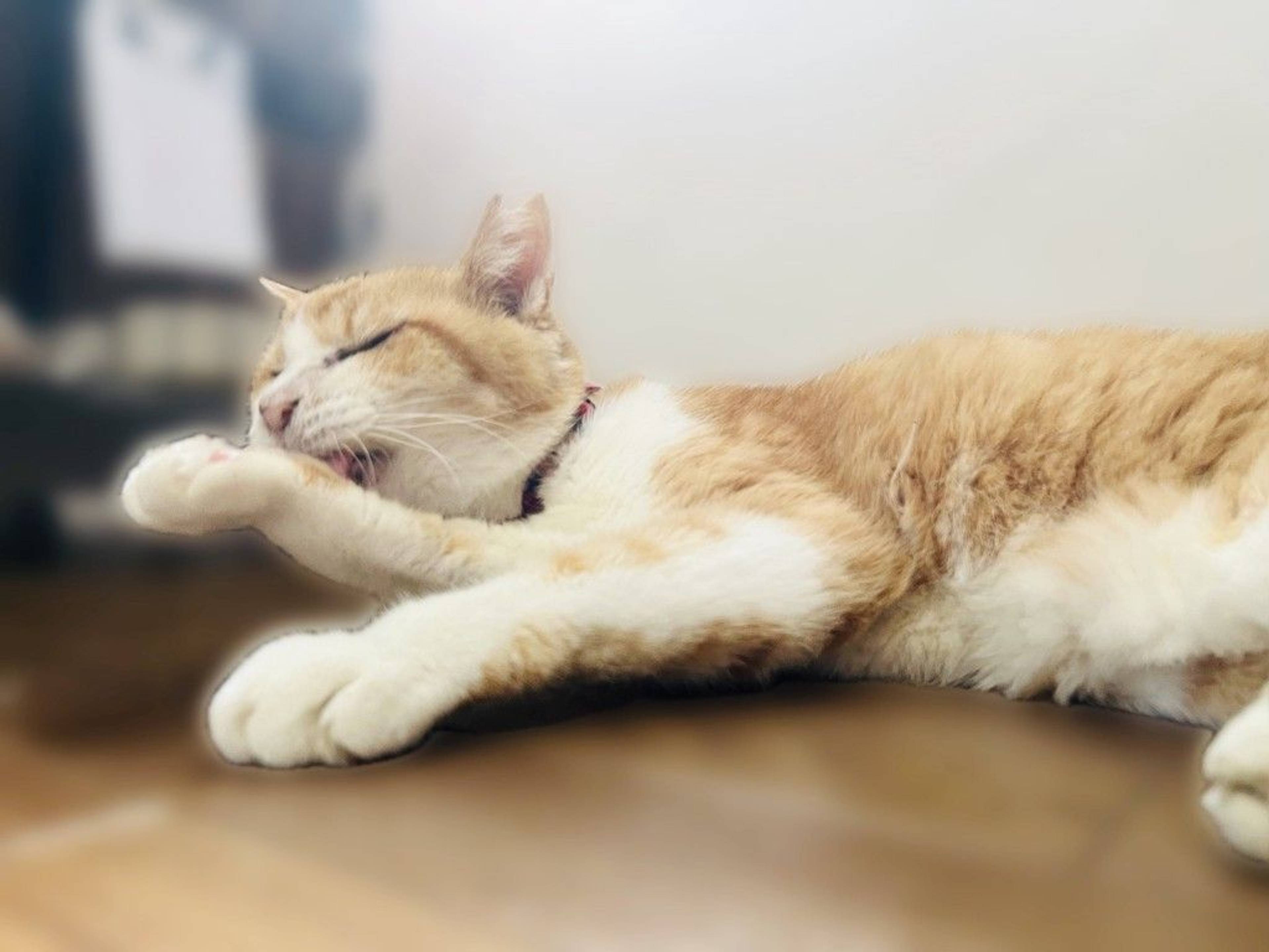 雑種（ミックス猫）・メスの里親募集の写真
