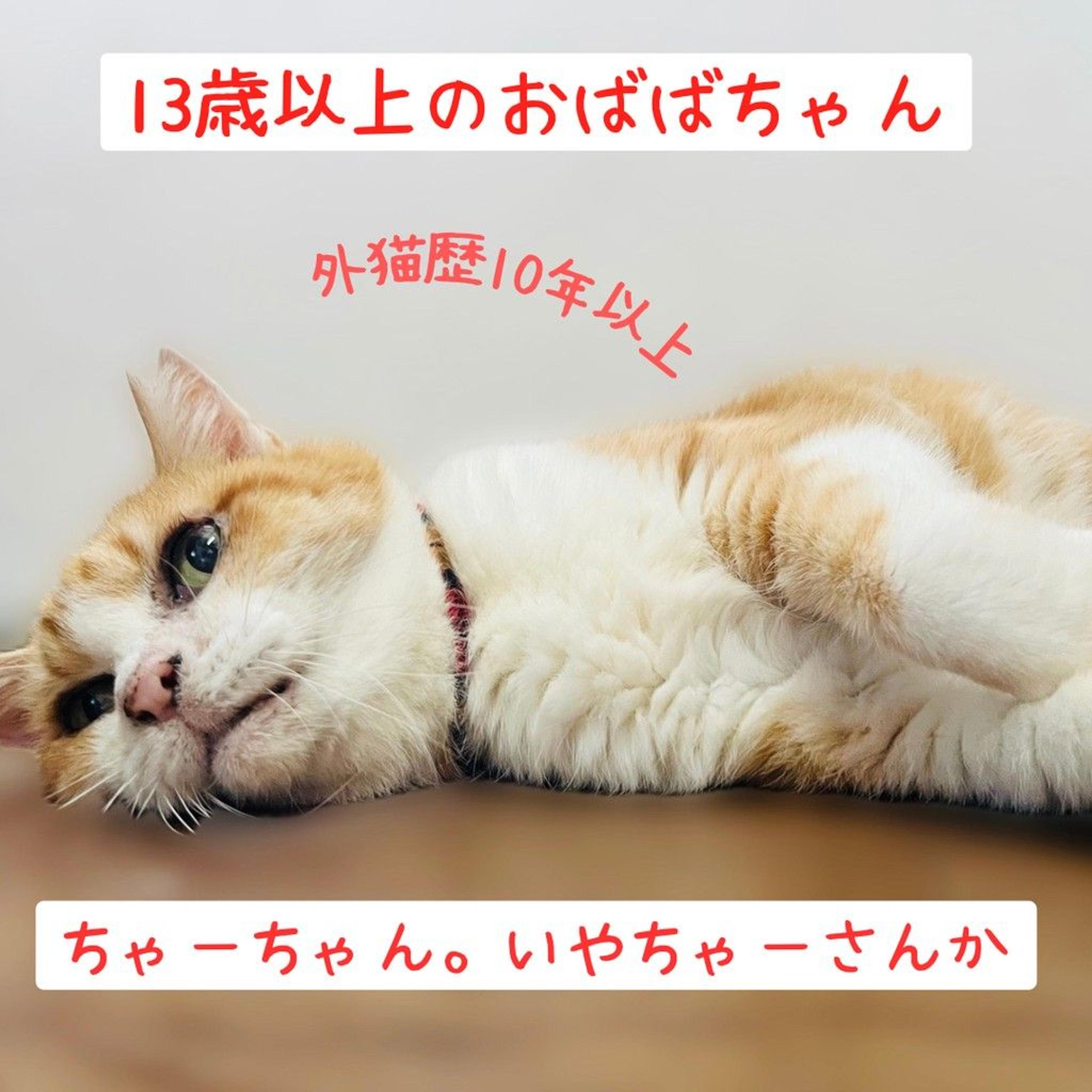 pet-image-2