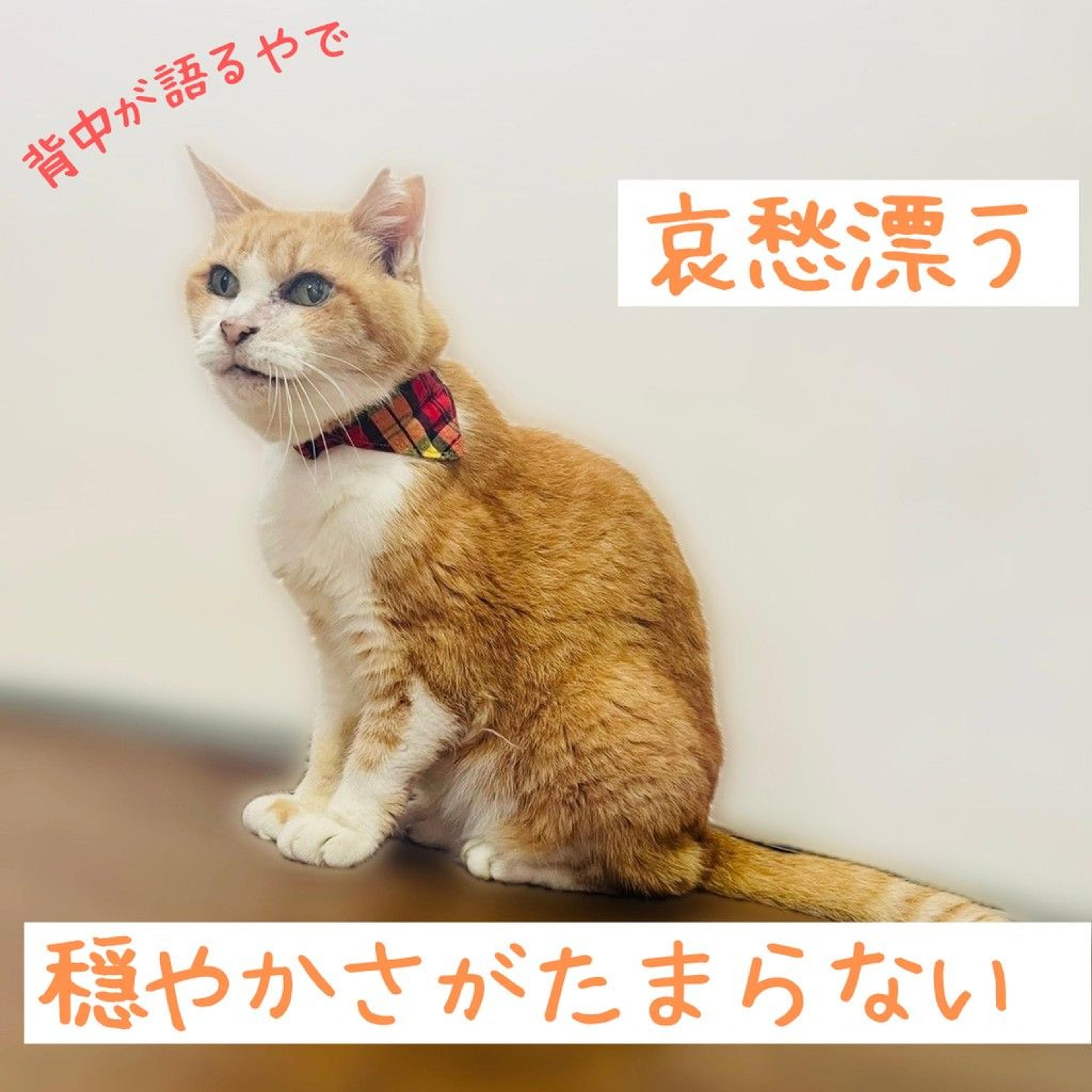 pet-image-3