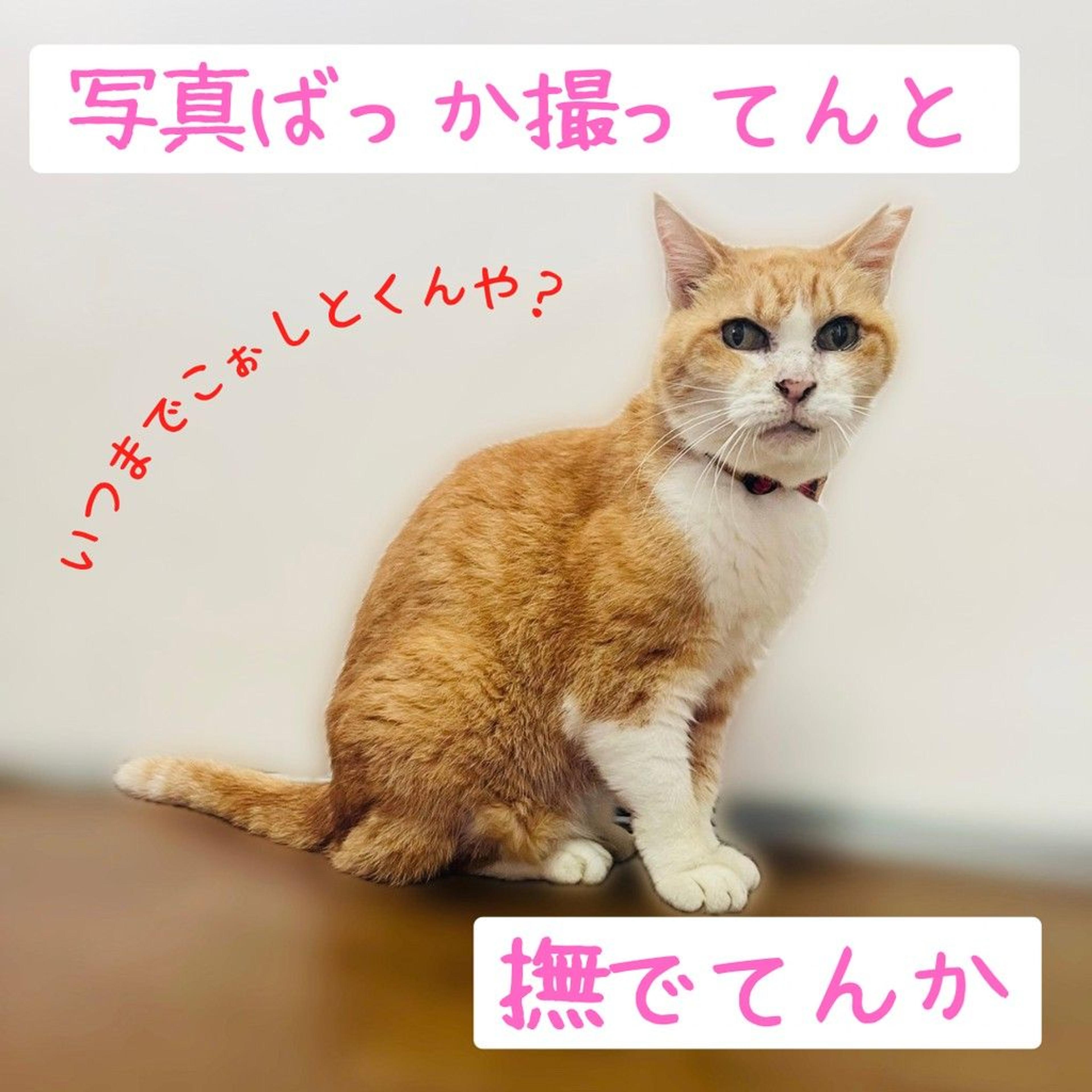 pet-image-4