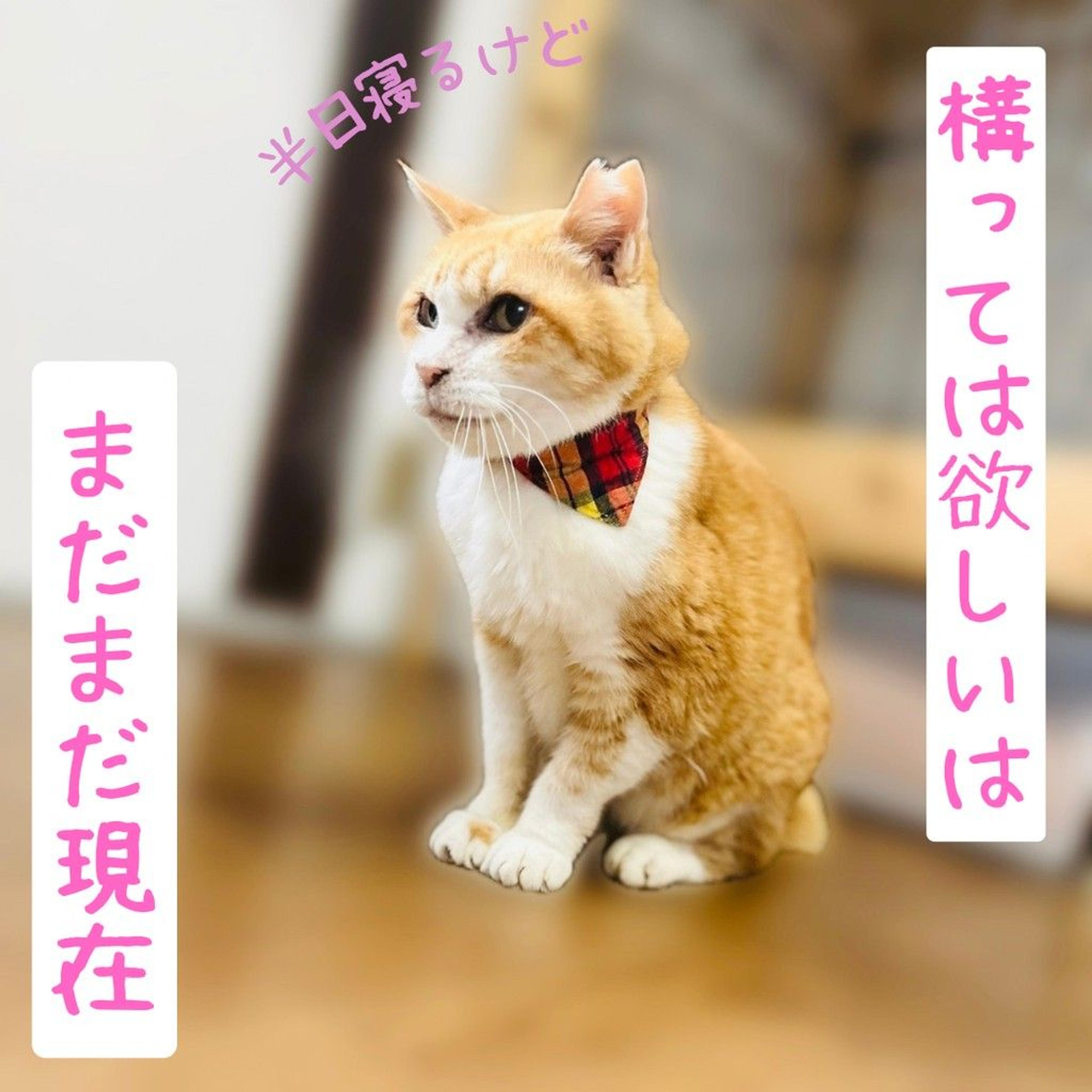 pet-image-5