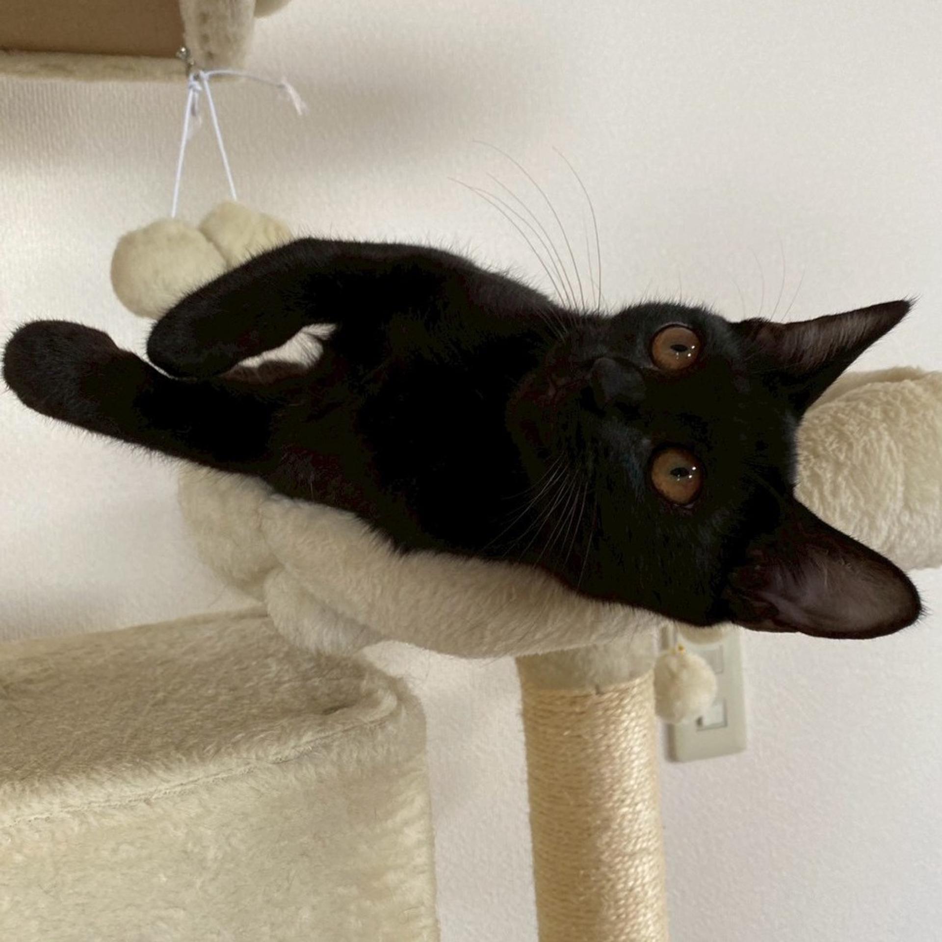 pet-image-4
