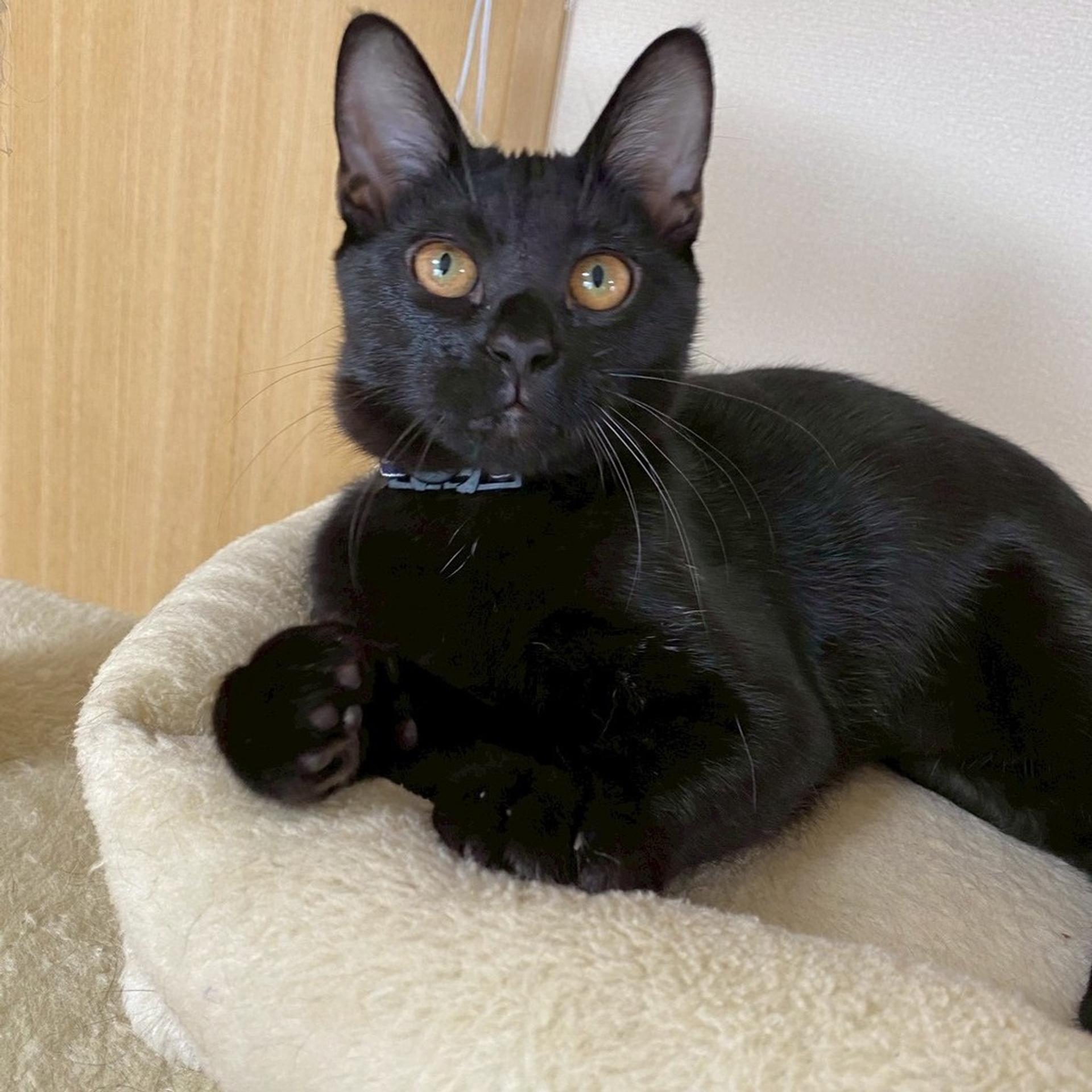 pet-image-6