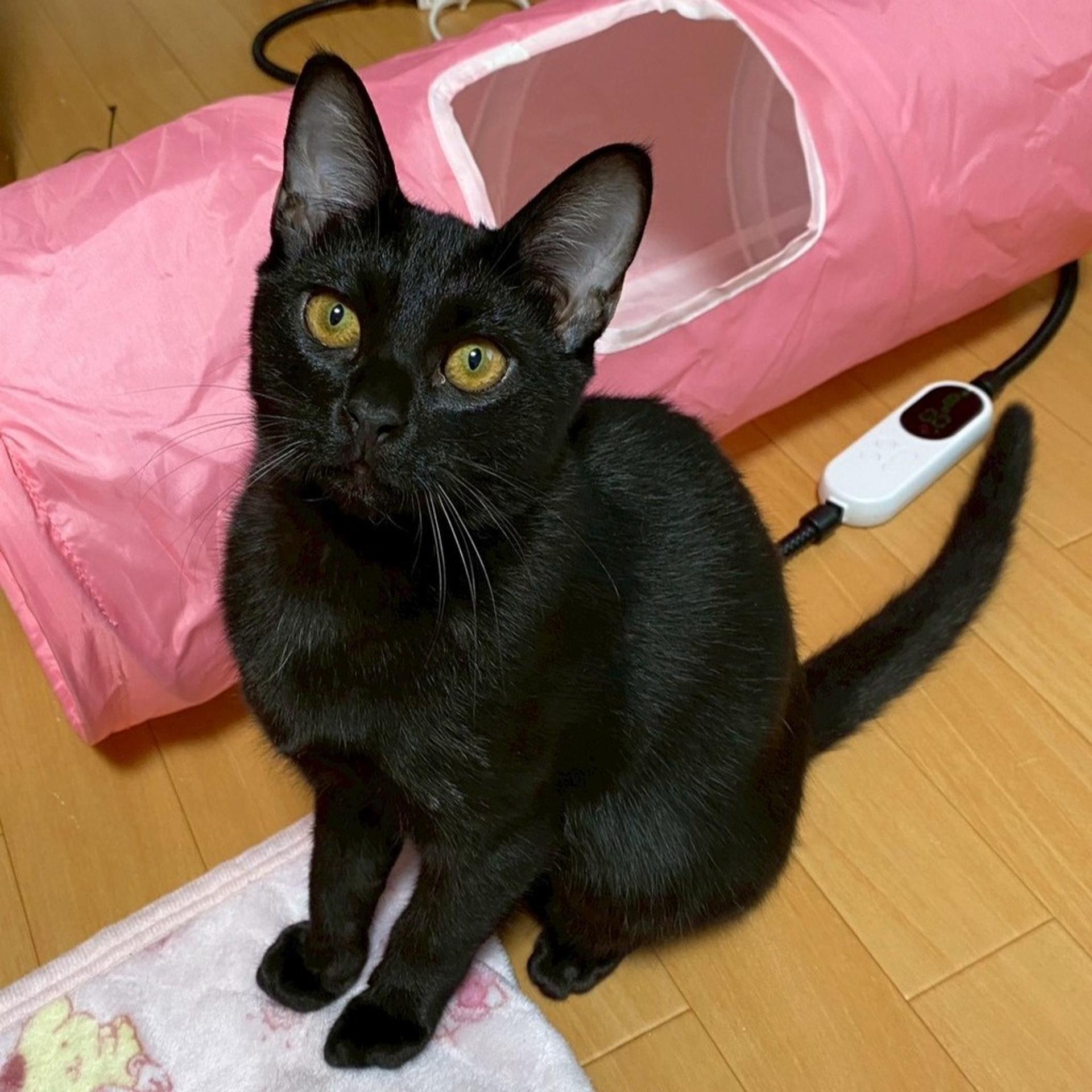pet-image-7