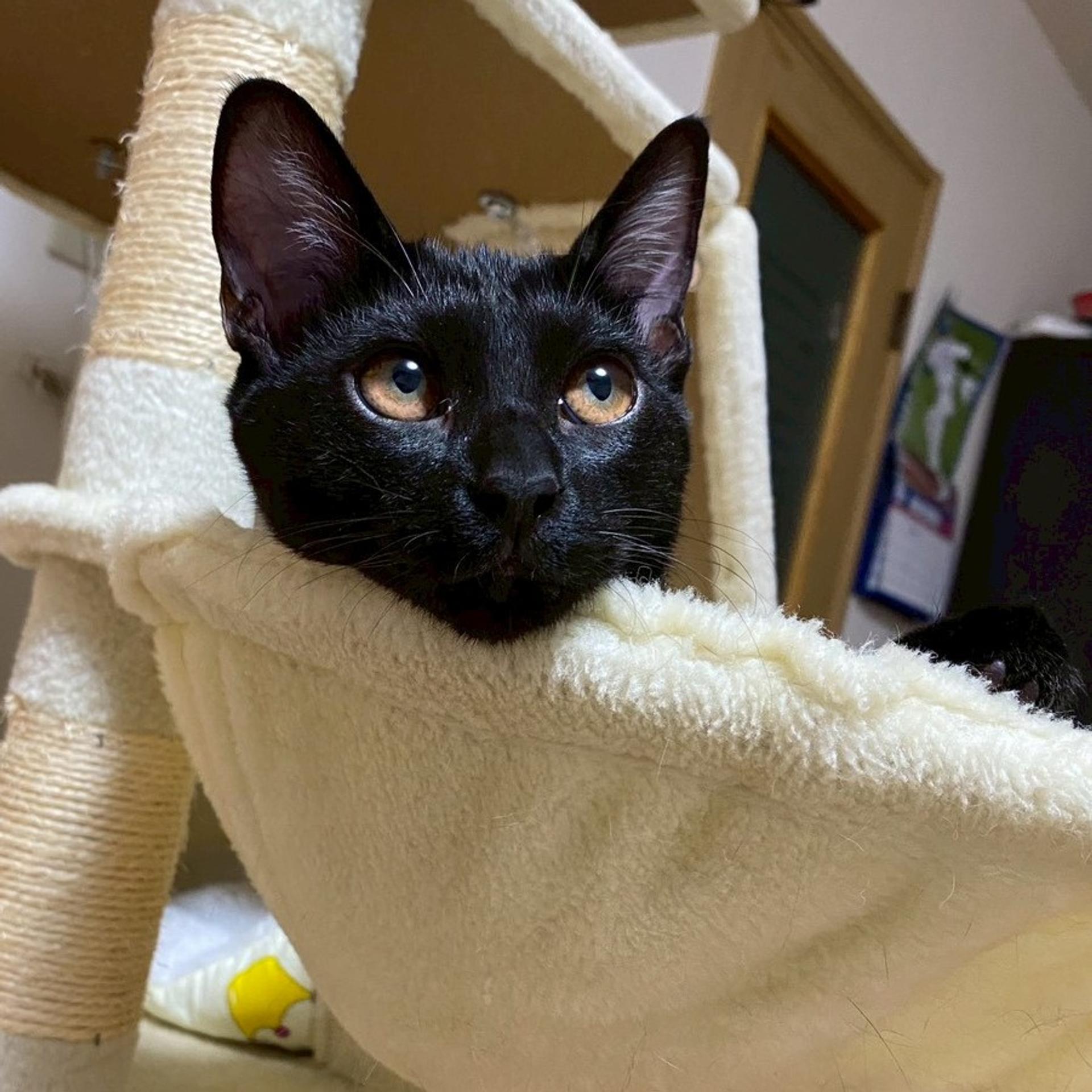 pet-image-8