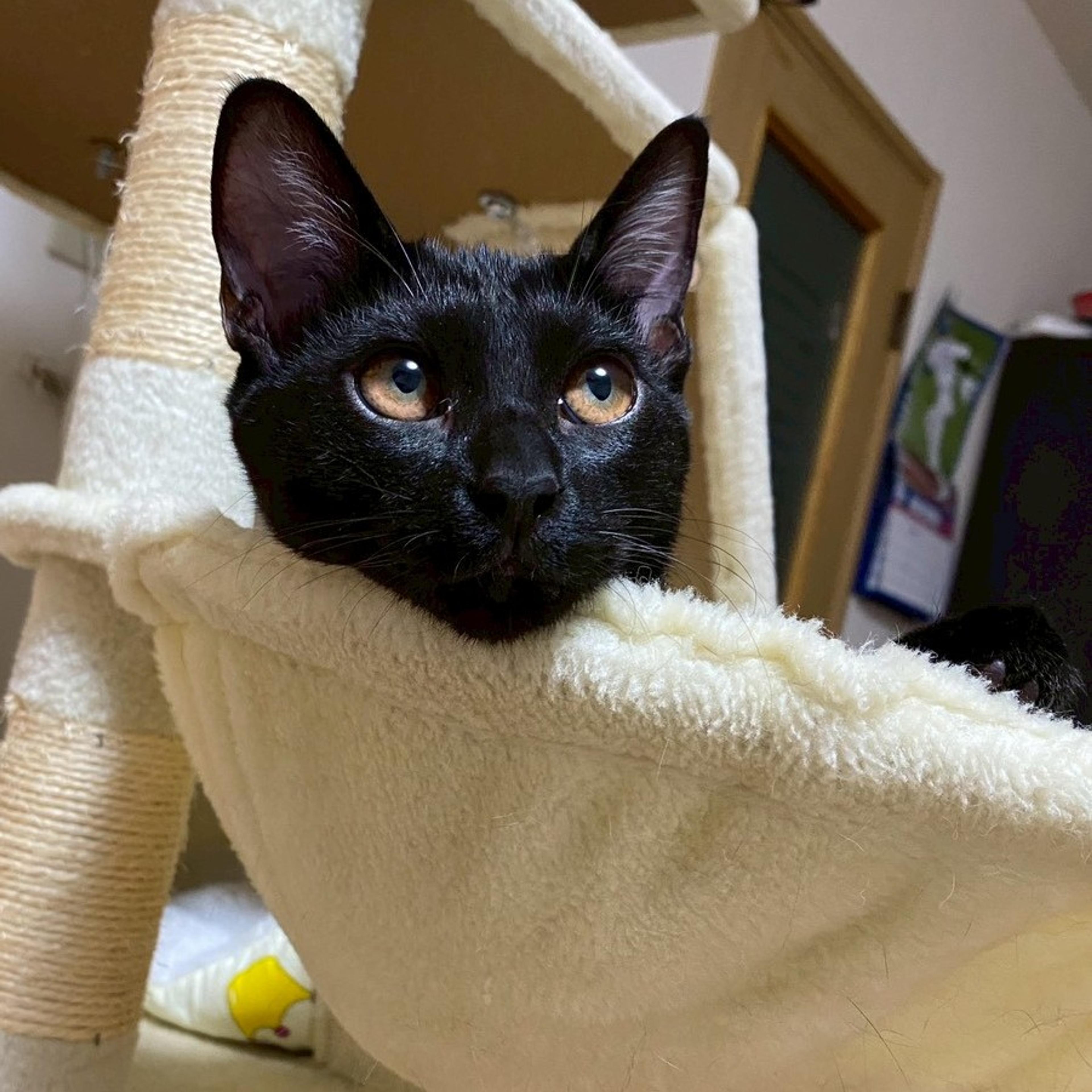 pet-image-8