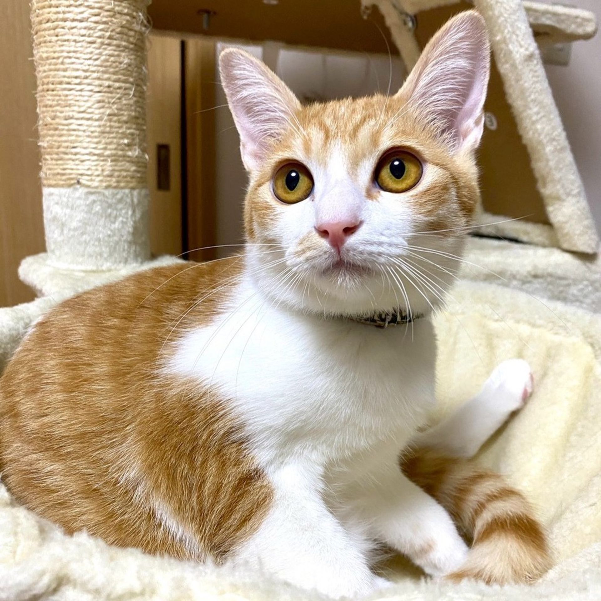 雑種（ミックス猫）・オスの里親募集の写真