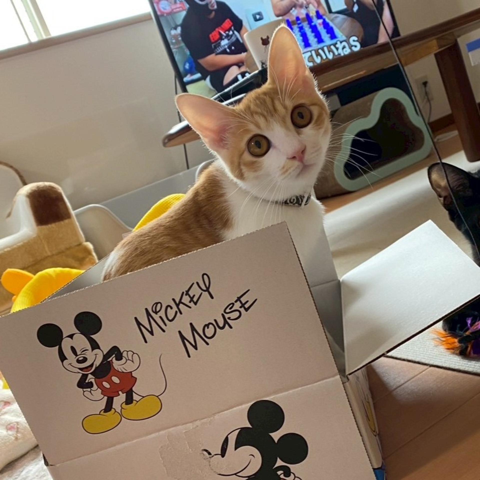 pet-image-2