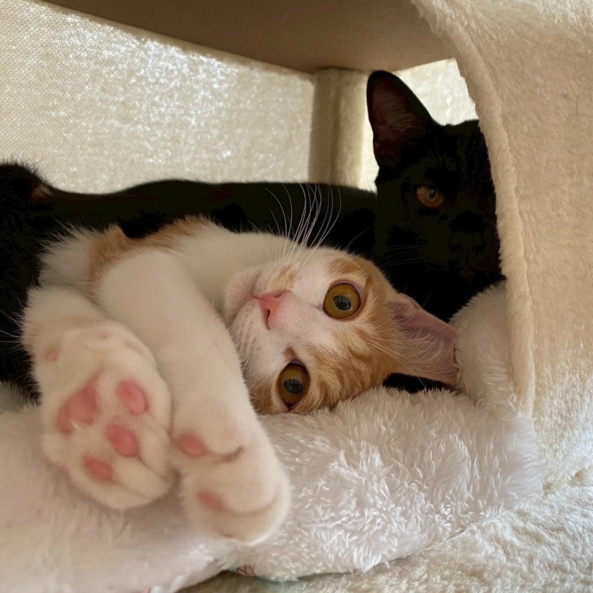pet-image-3