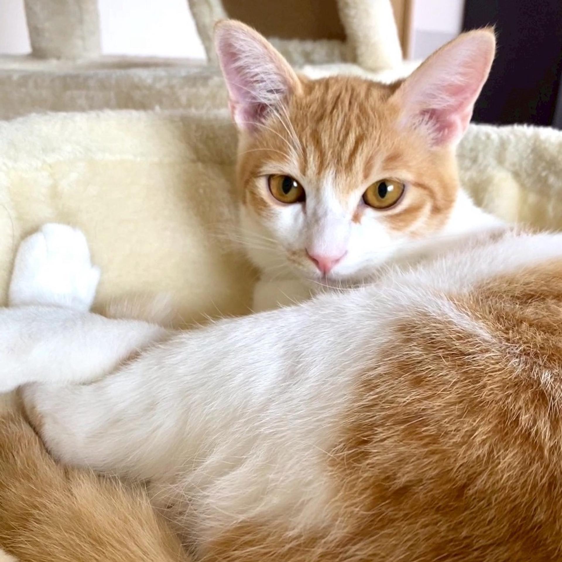 pet-image-5