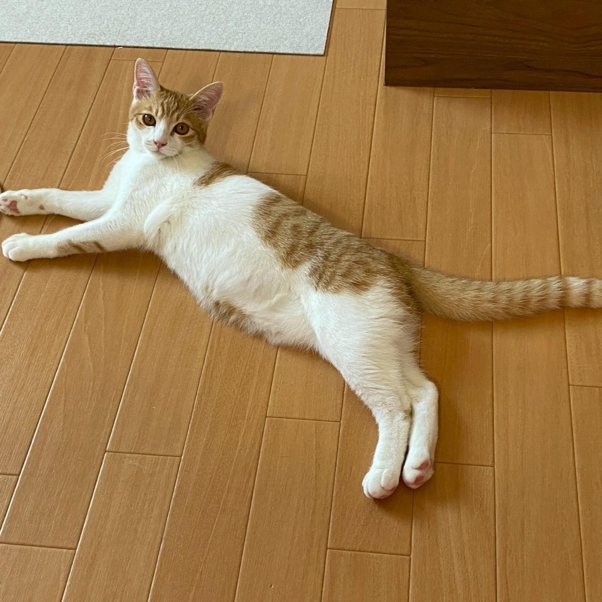 pet-image-9