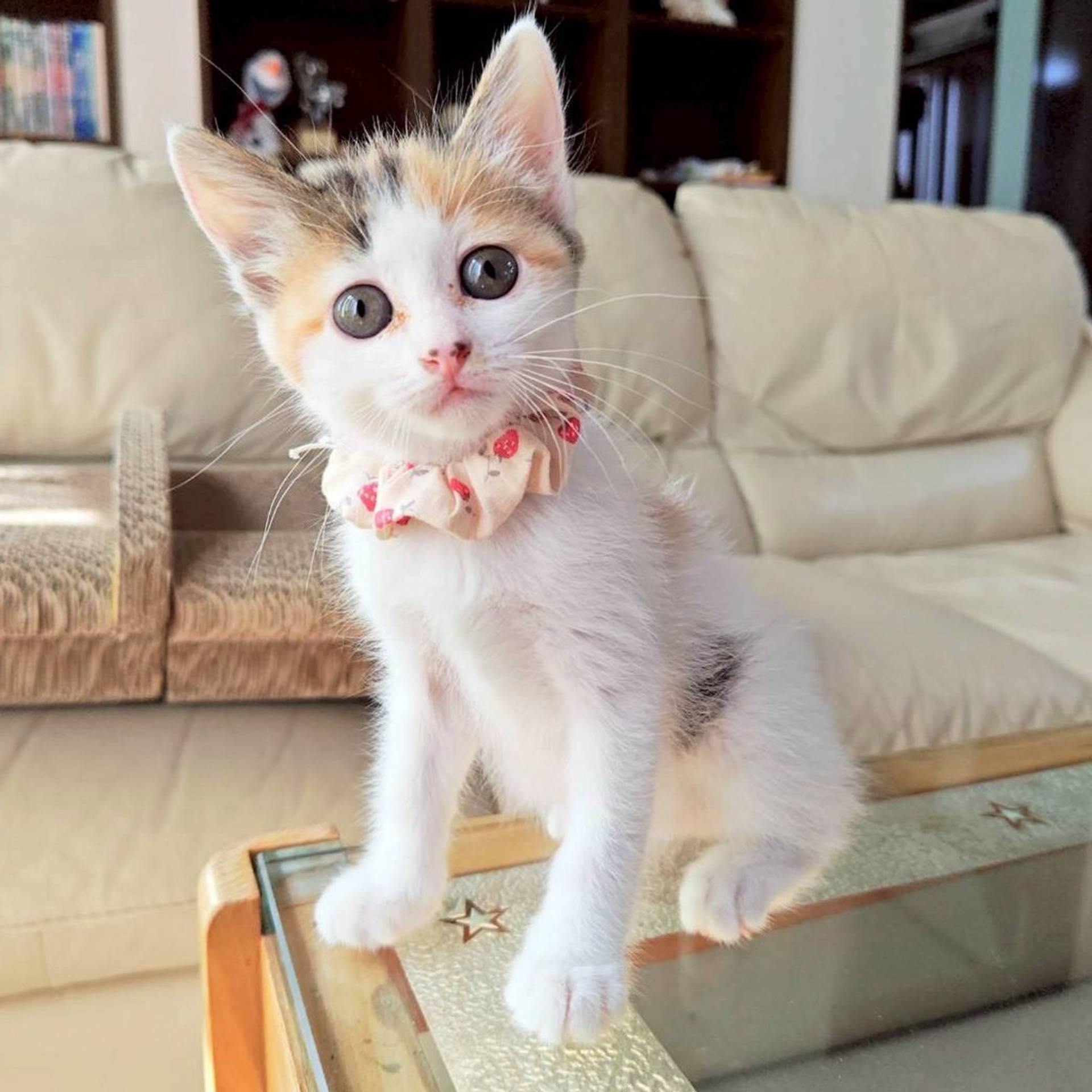 雑種（ミックス猫）・メスの里親募集の写真