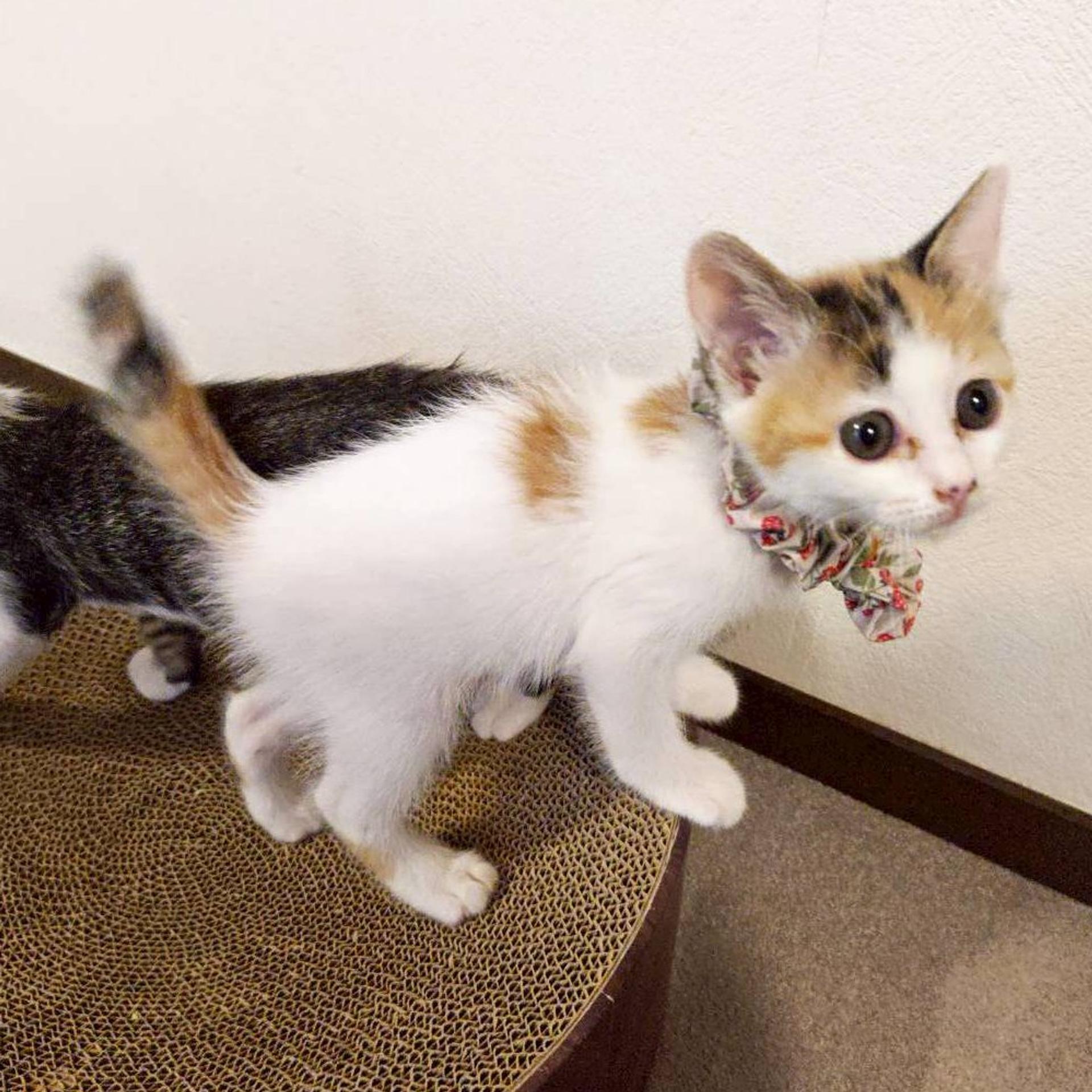 pet-image-4