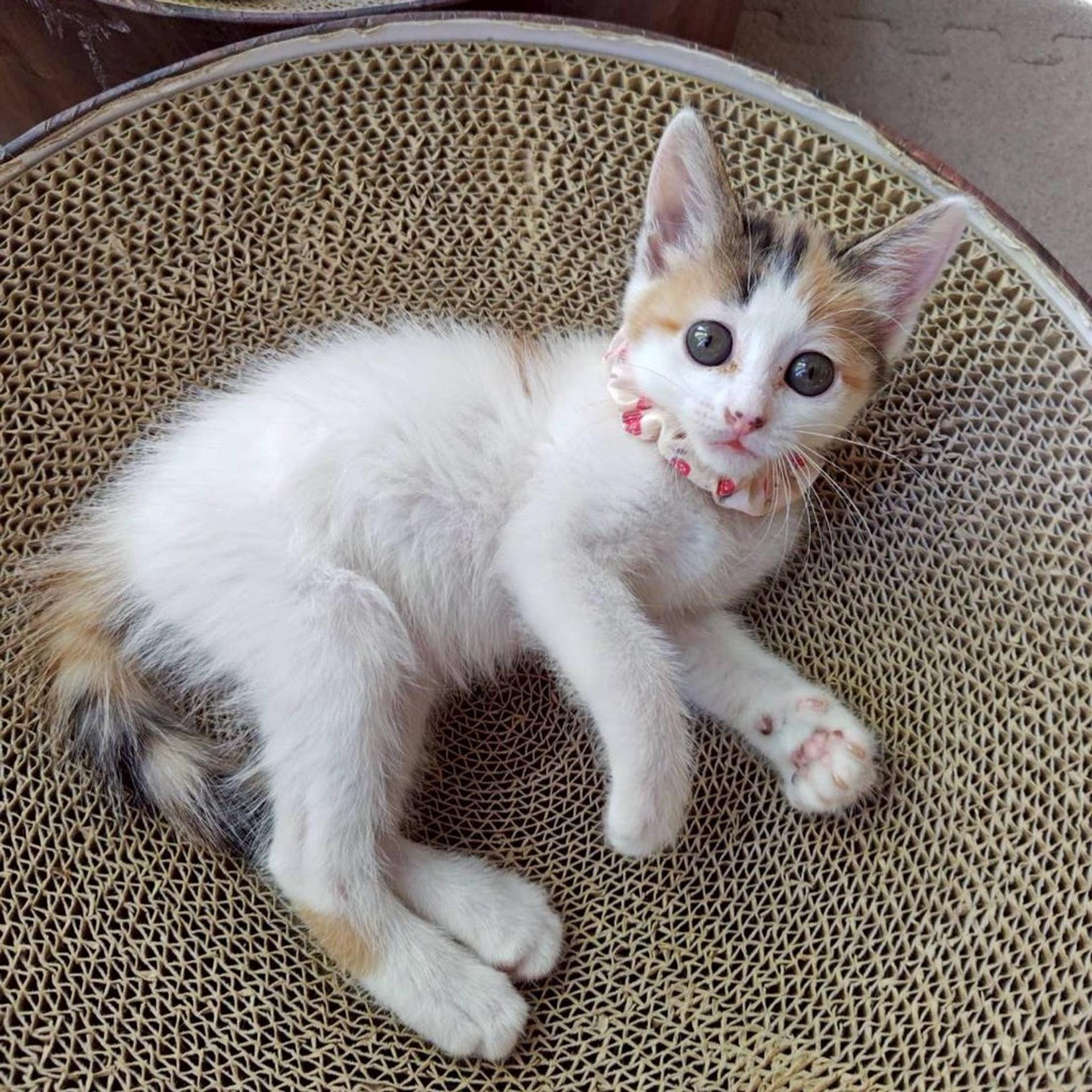 pet-image-2