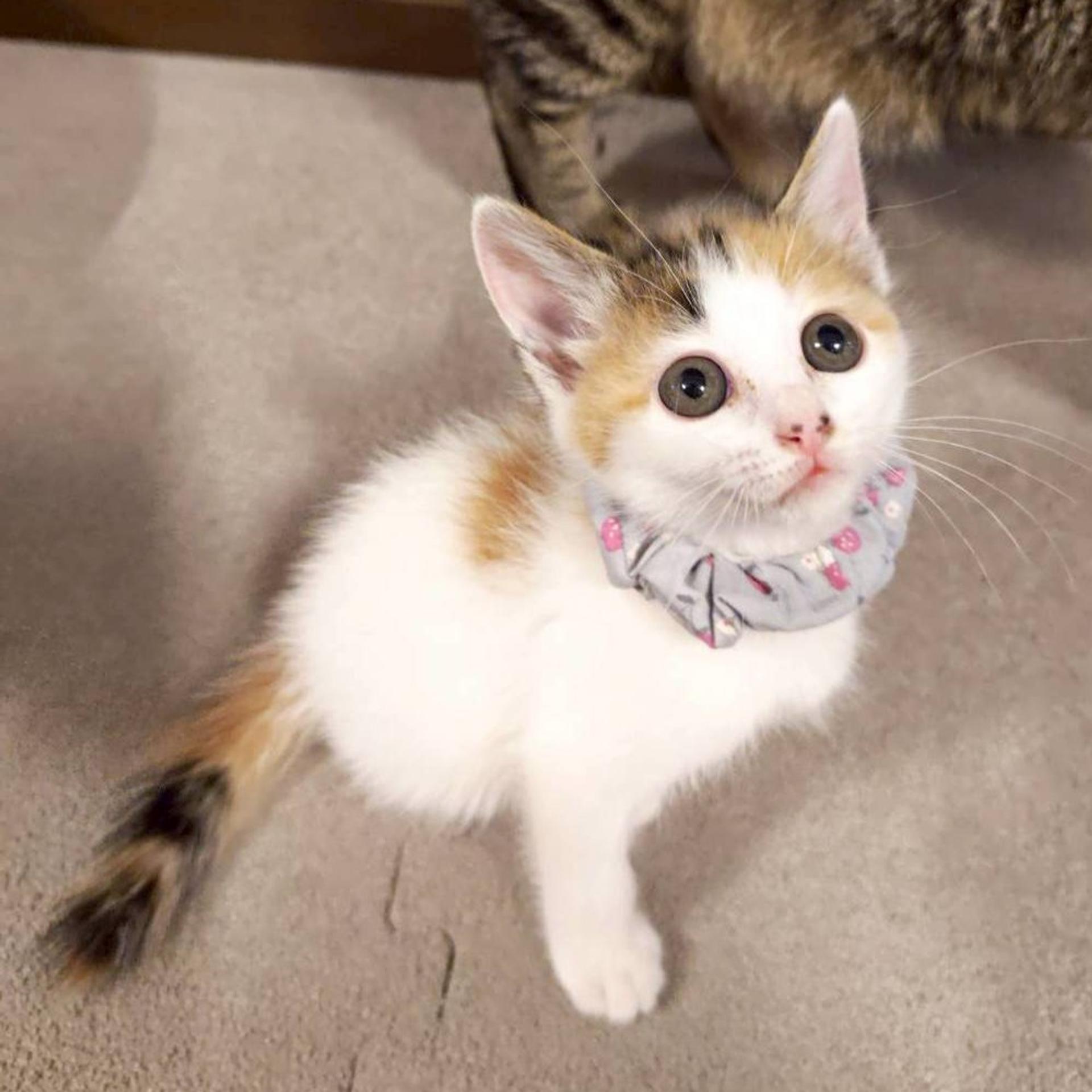 pet-image-3