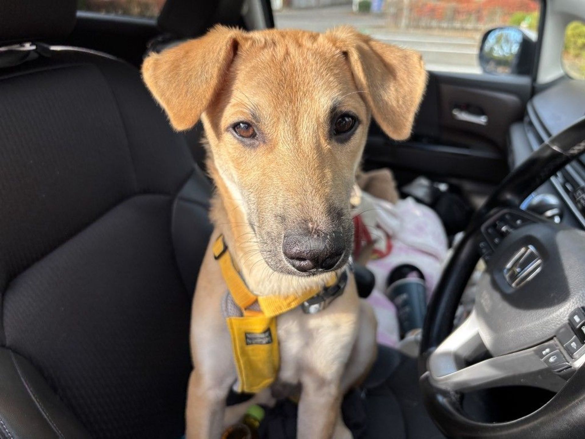 雑種（ミックス犬）・オスの里親募集の写真