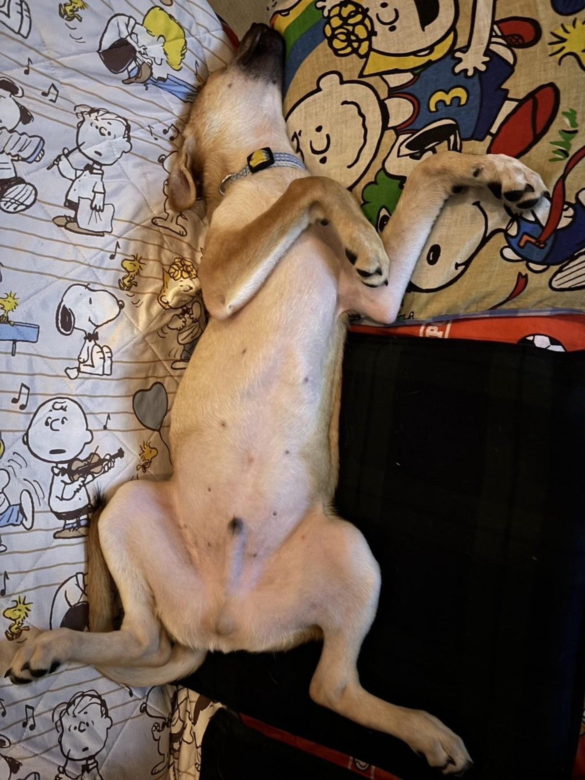 pet-image-4