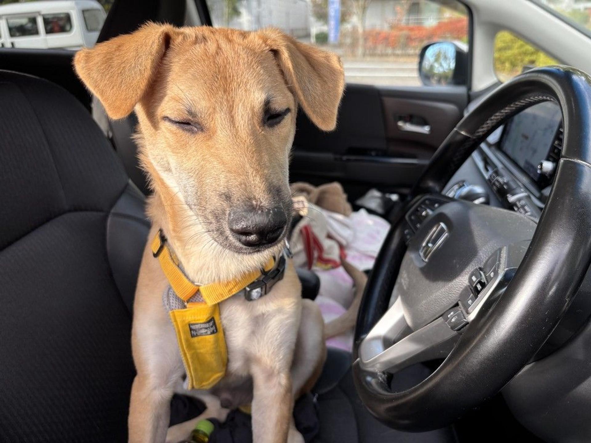 pet-image-5