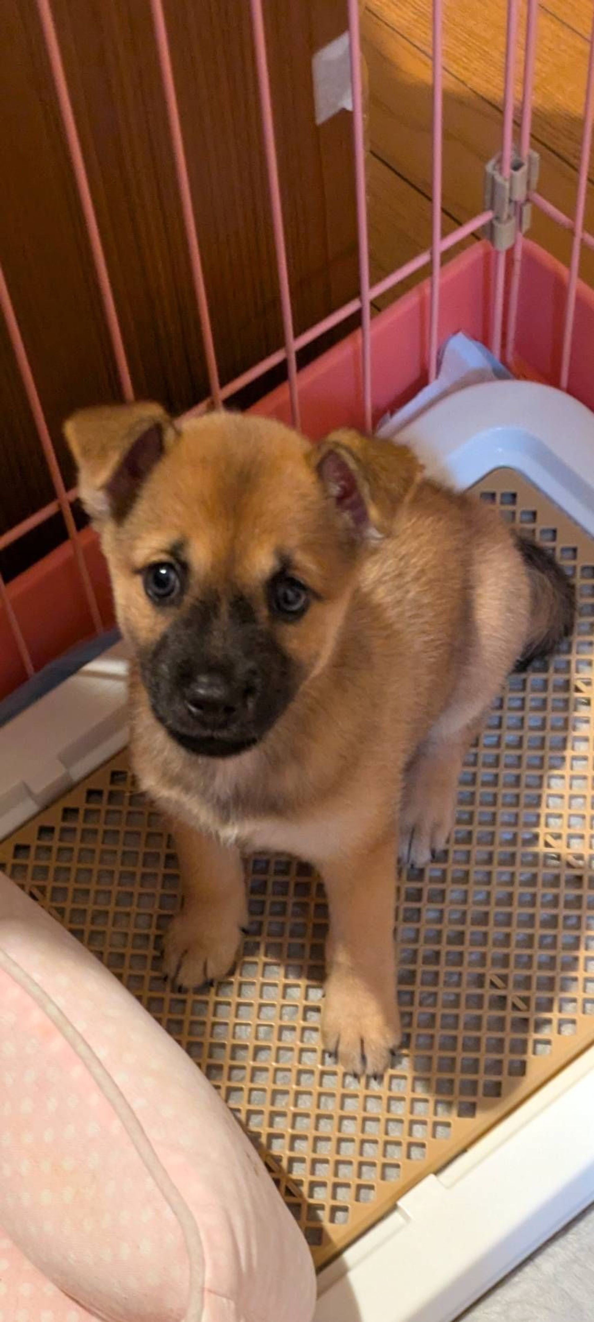 雑種（ミックス犬）・メスの里親募集の写真