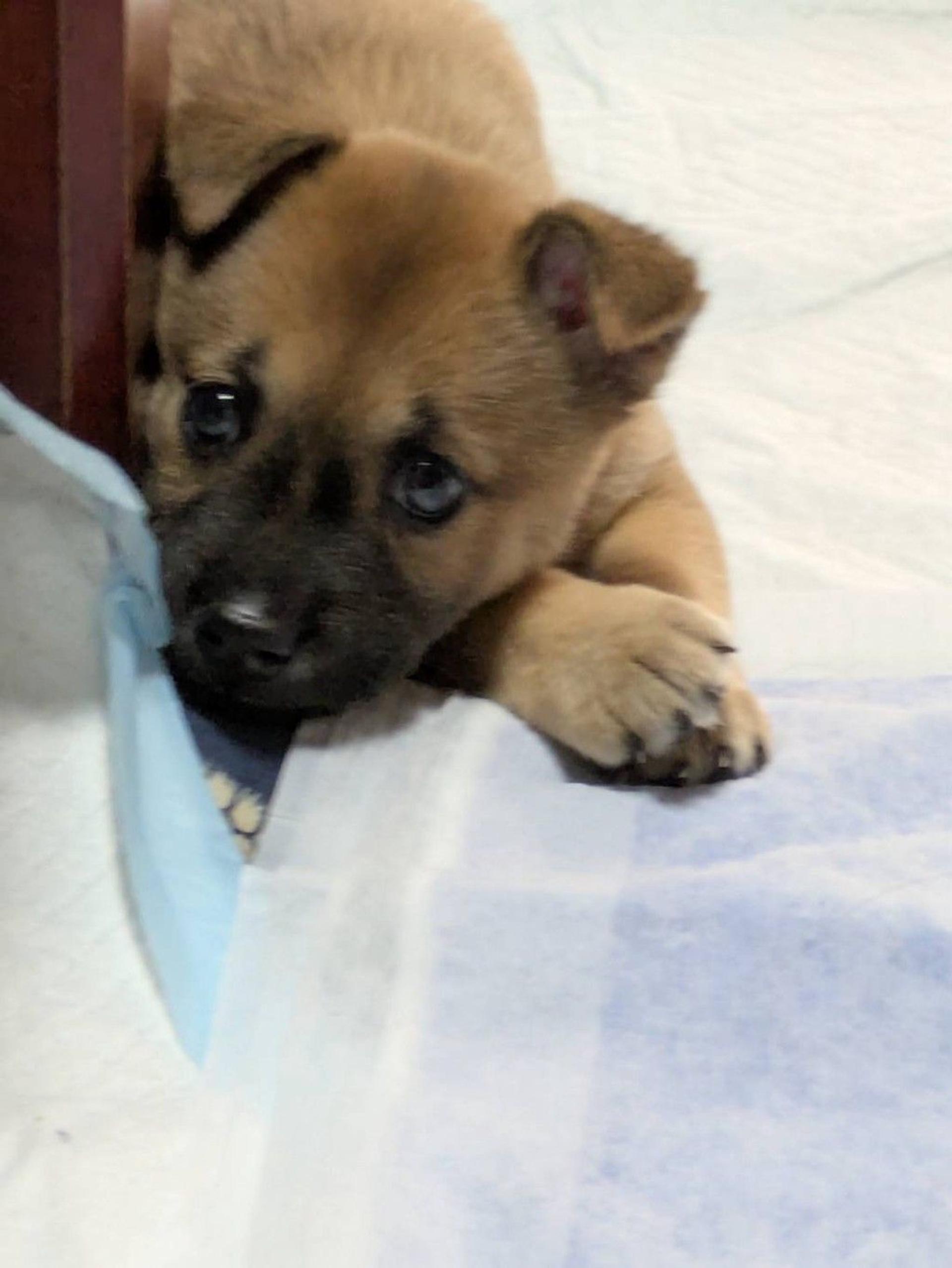 pet-image-2