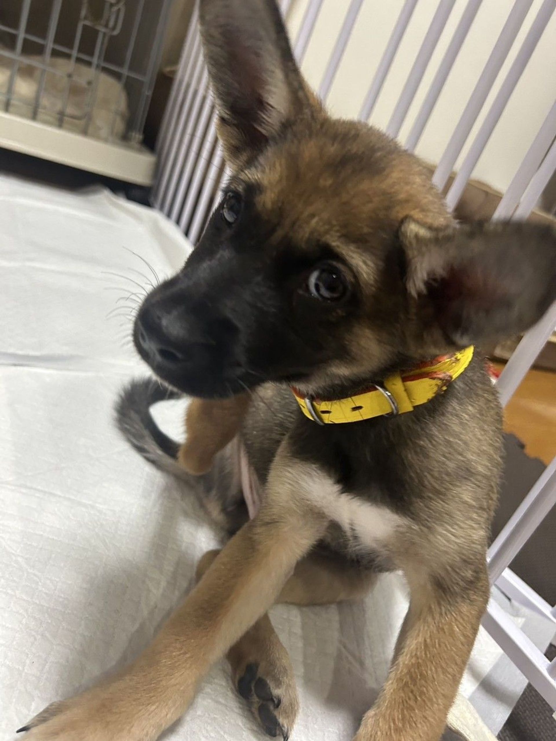 雑種（ミックス犬）・オスの里親募集の写真