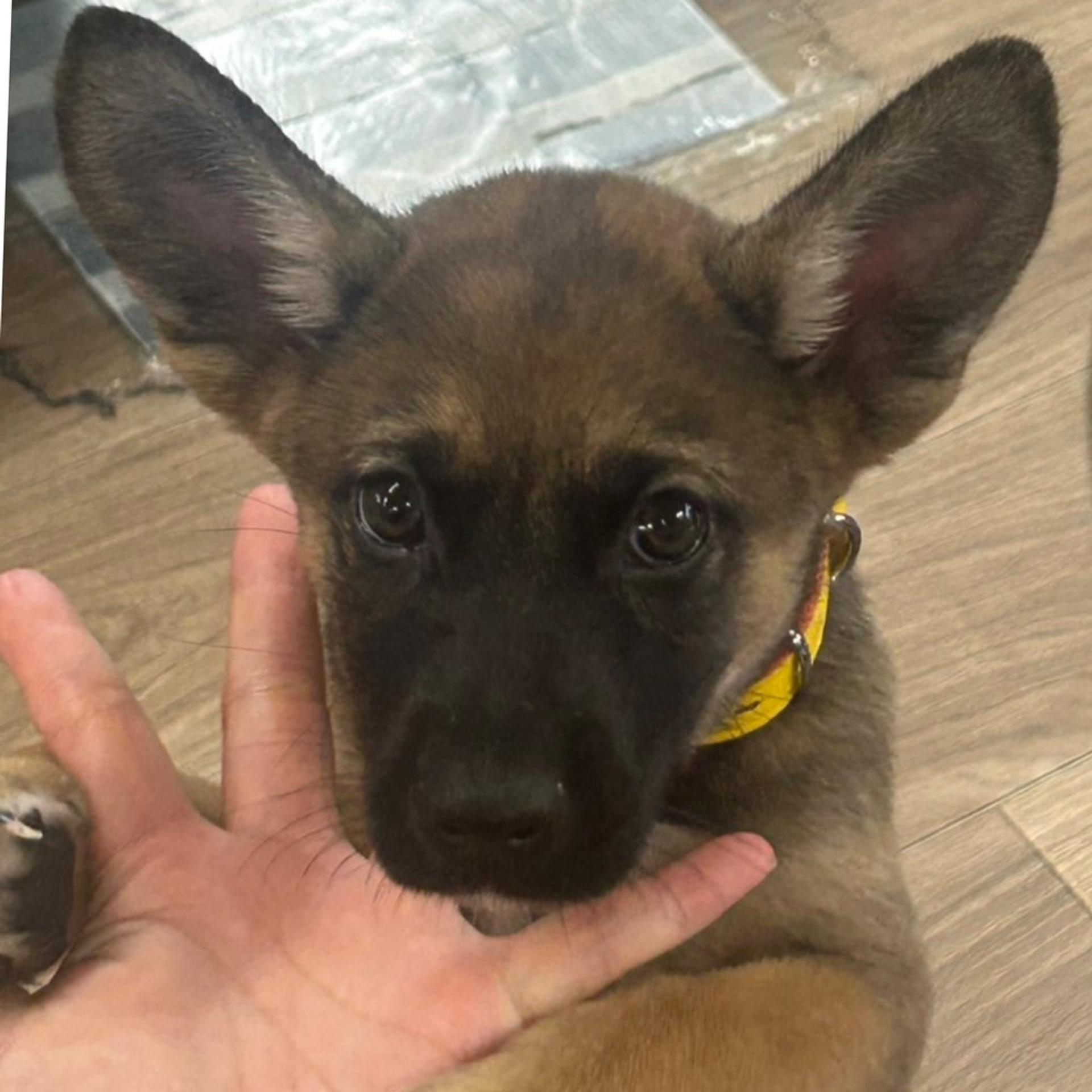pet-image-3